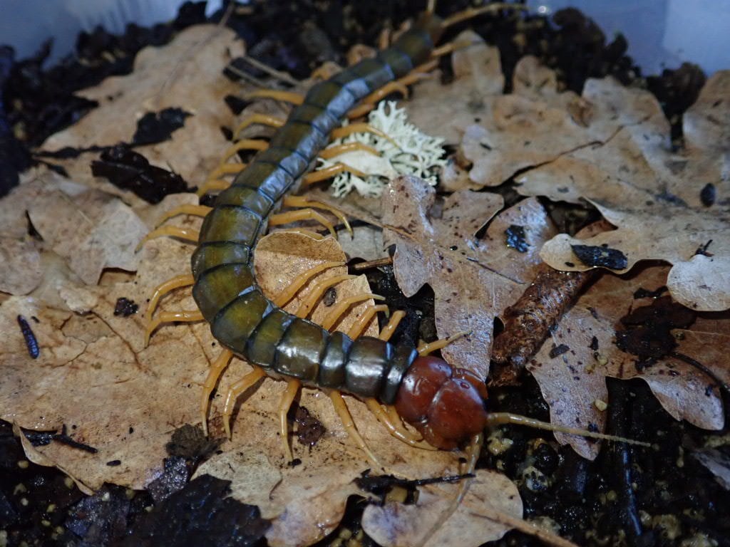 Scolopendra | Bebe Rep. 奇蟲部門