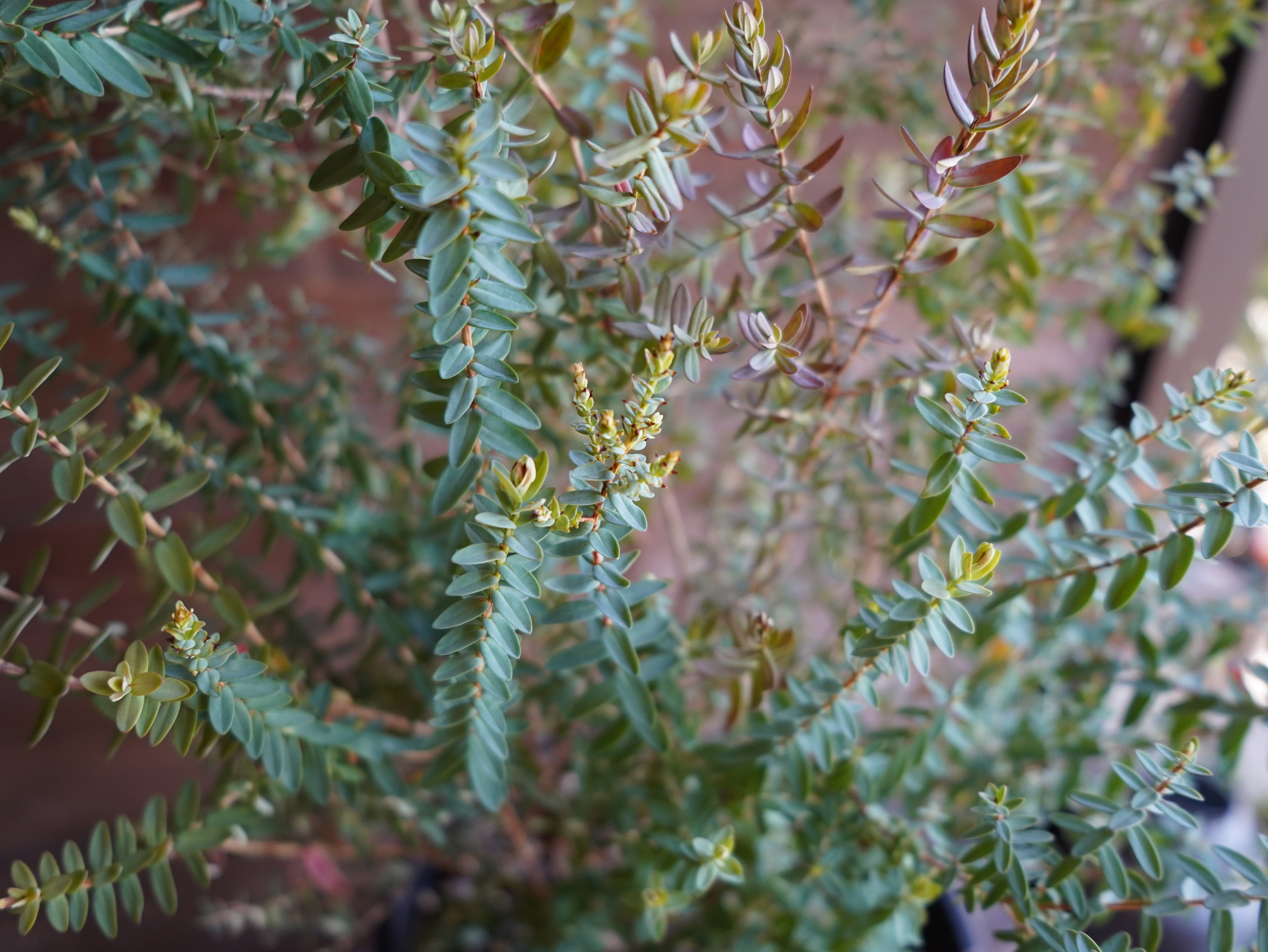 【現物】ダーウィニア　”シトリオドーラ”