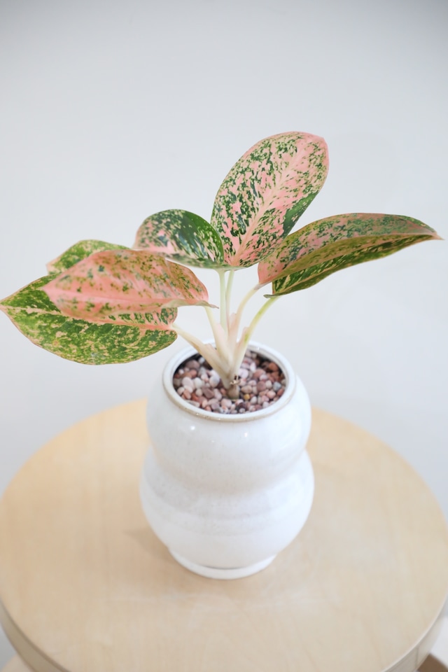 【S】アグラオネマ スターダストオレンジ/Aglaonema