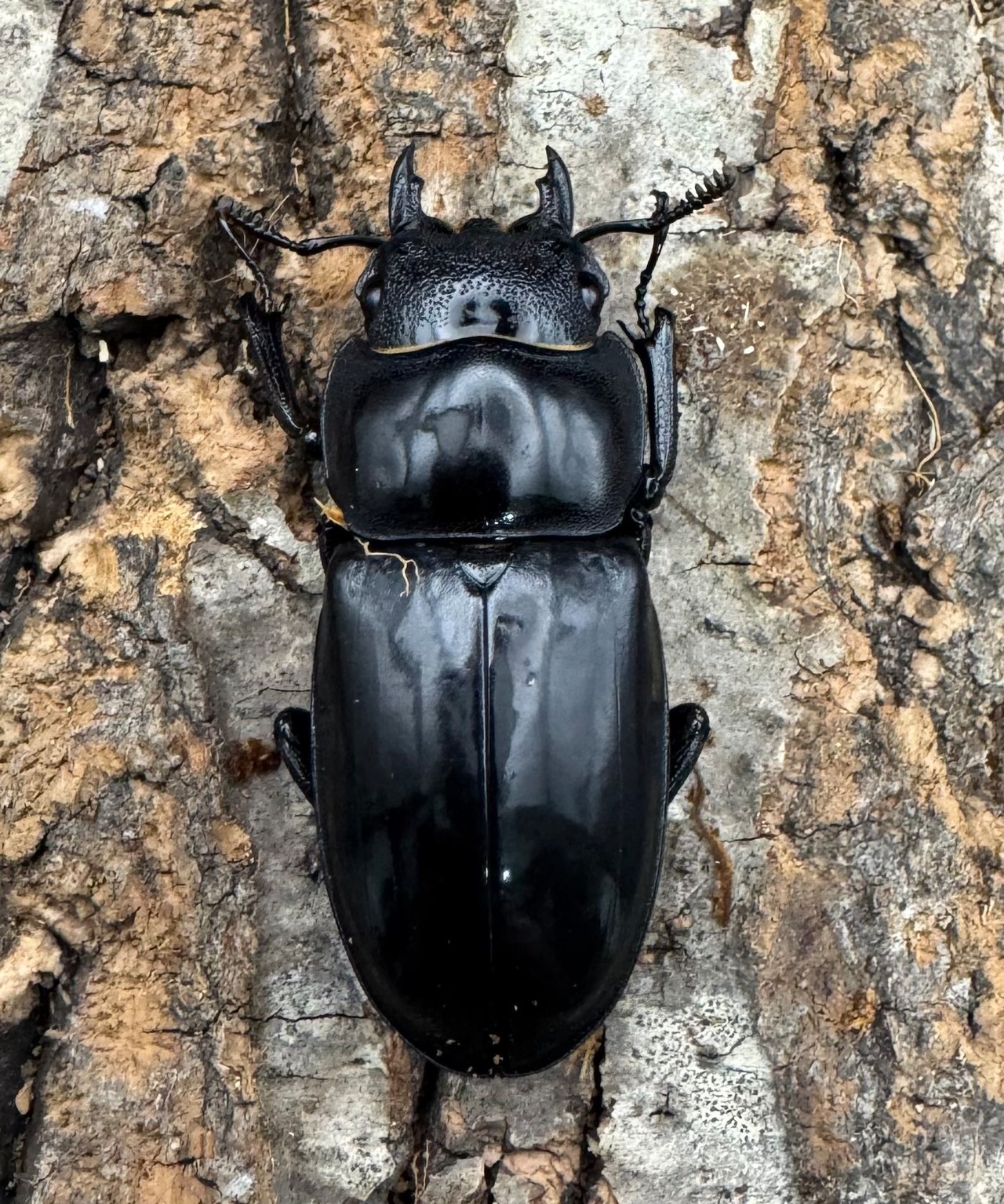 【WD】《マンディブラリスフタマタ 91mm A'品ペア》