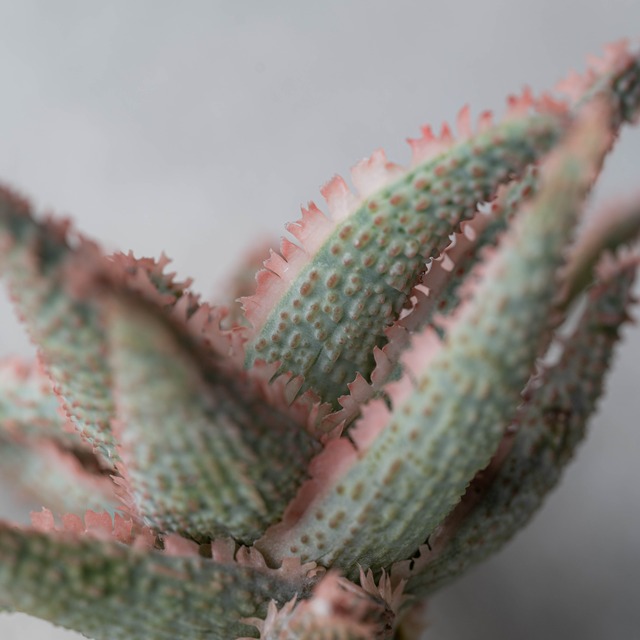 アロエ ハイブリッド -Aloe hybrid- No.21