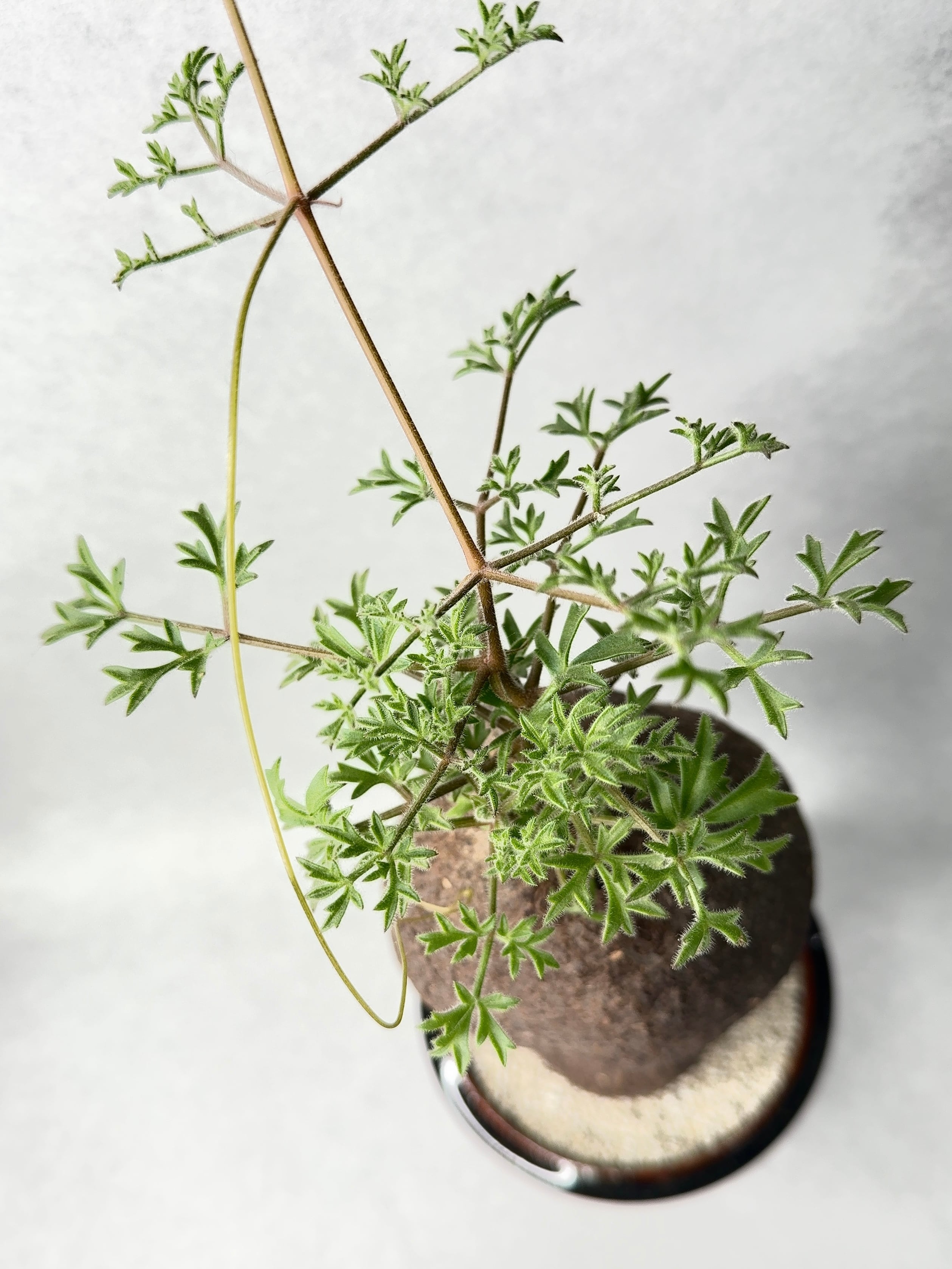 キフォステンマ・モンタグナッキー | trigger