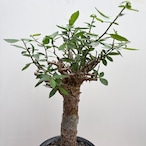 Commiphora kua【コミフォラ・クア】