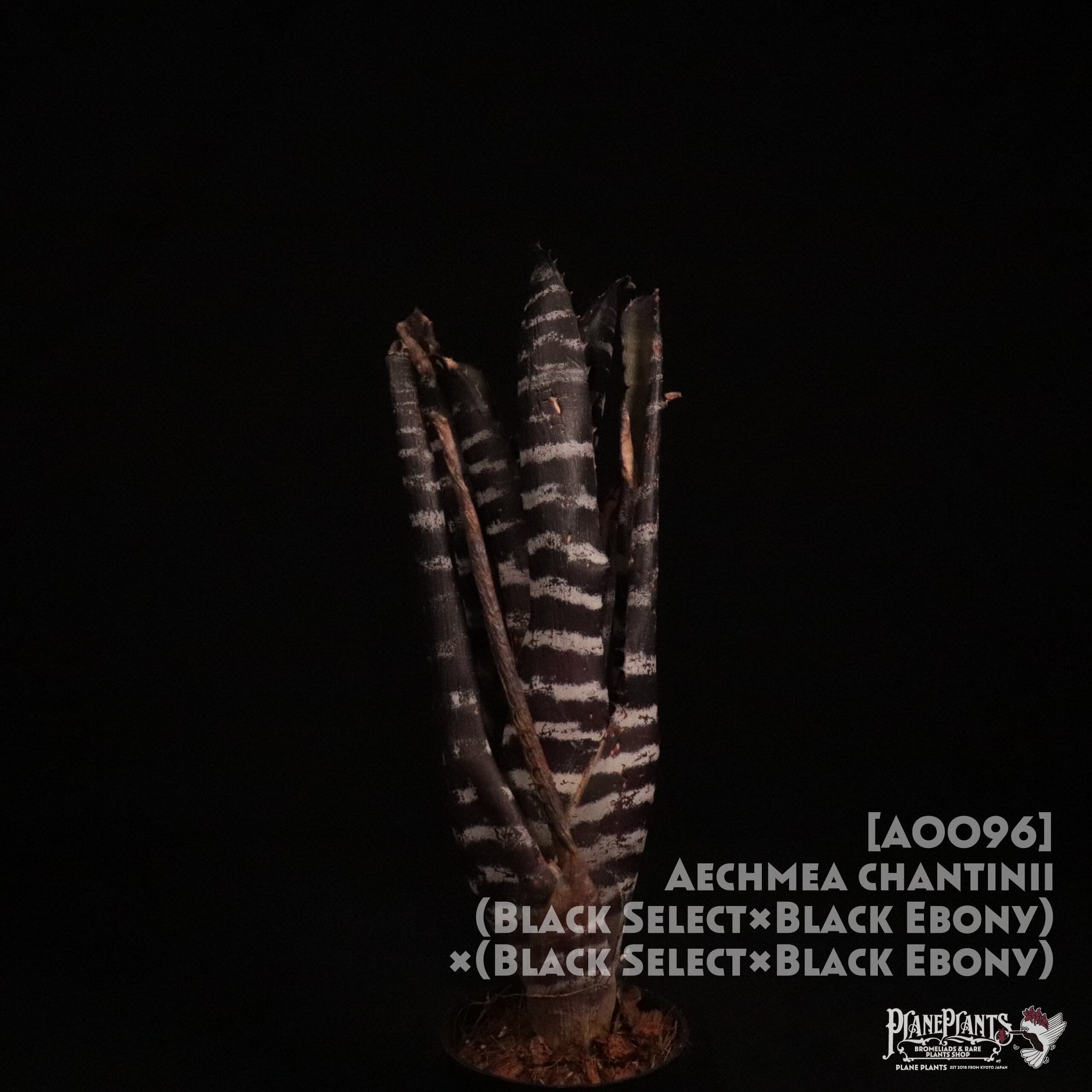 送料無料】Aechmea chantinii (Black Select×Black Ebony) ×(Black