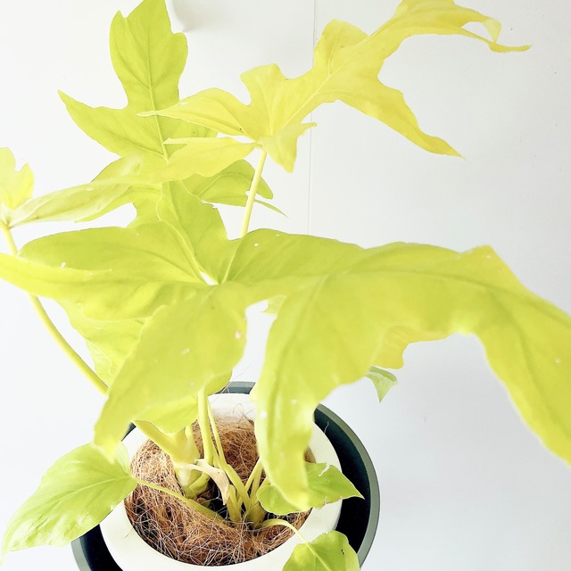 フィロデンドロン セロームゴールド 観葉植物 calm cafe