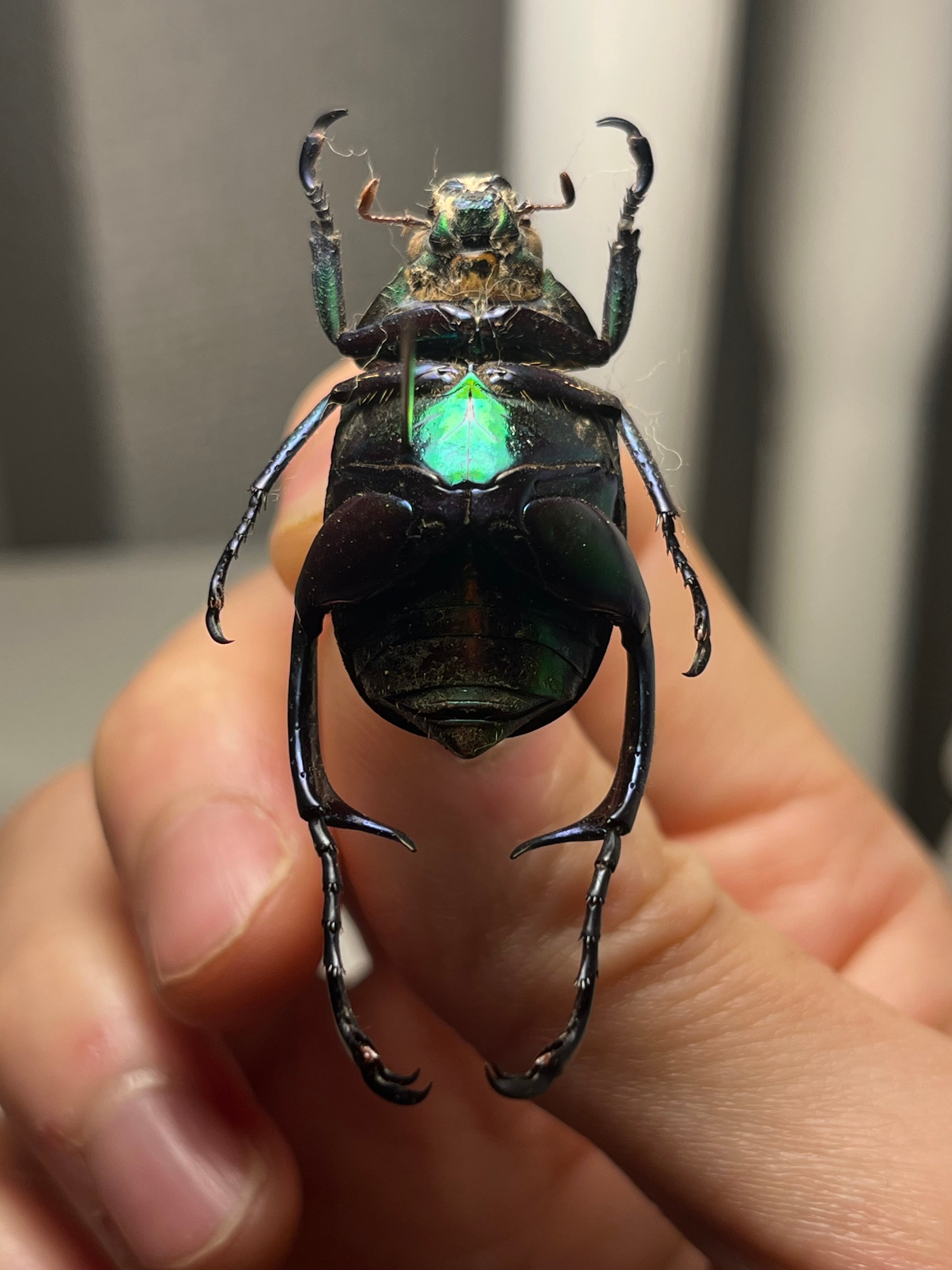 32mm】アシナガミドリツヤツヤコガネ 昆虫標本 プラチナコガネ