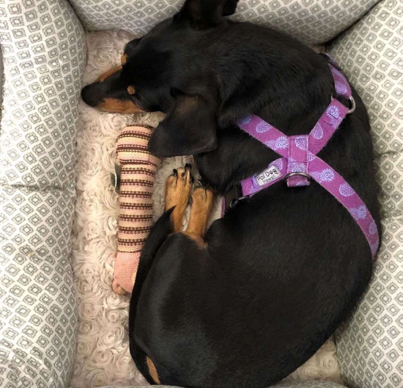 Hawaii ハンドメイドのワンちゃんグッズ（ハーネスMサイズとリードの