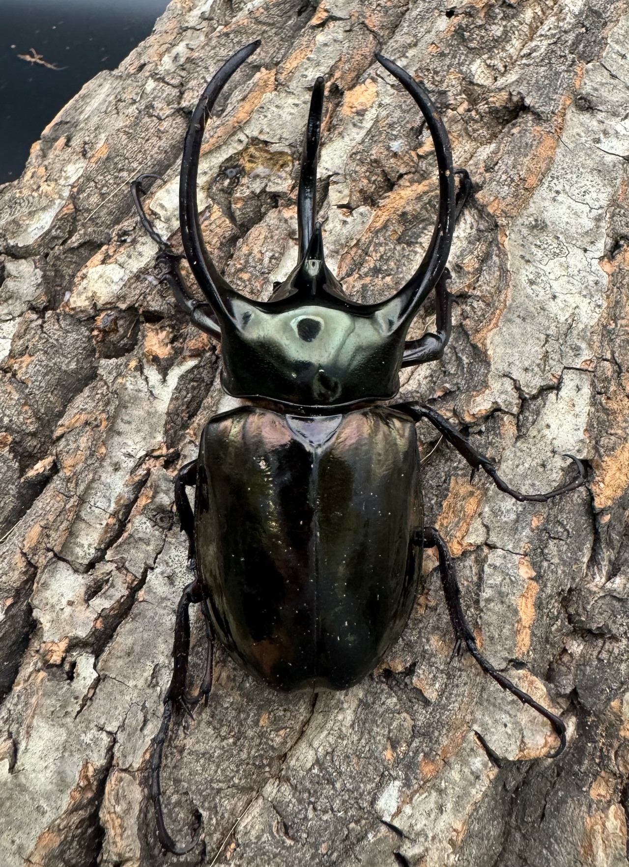 【WD】《ミンダナオアトラスオオカブト 98mm ペア》