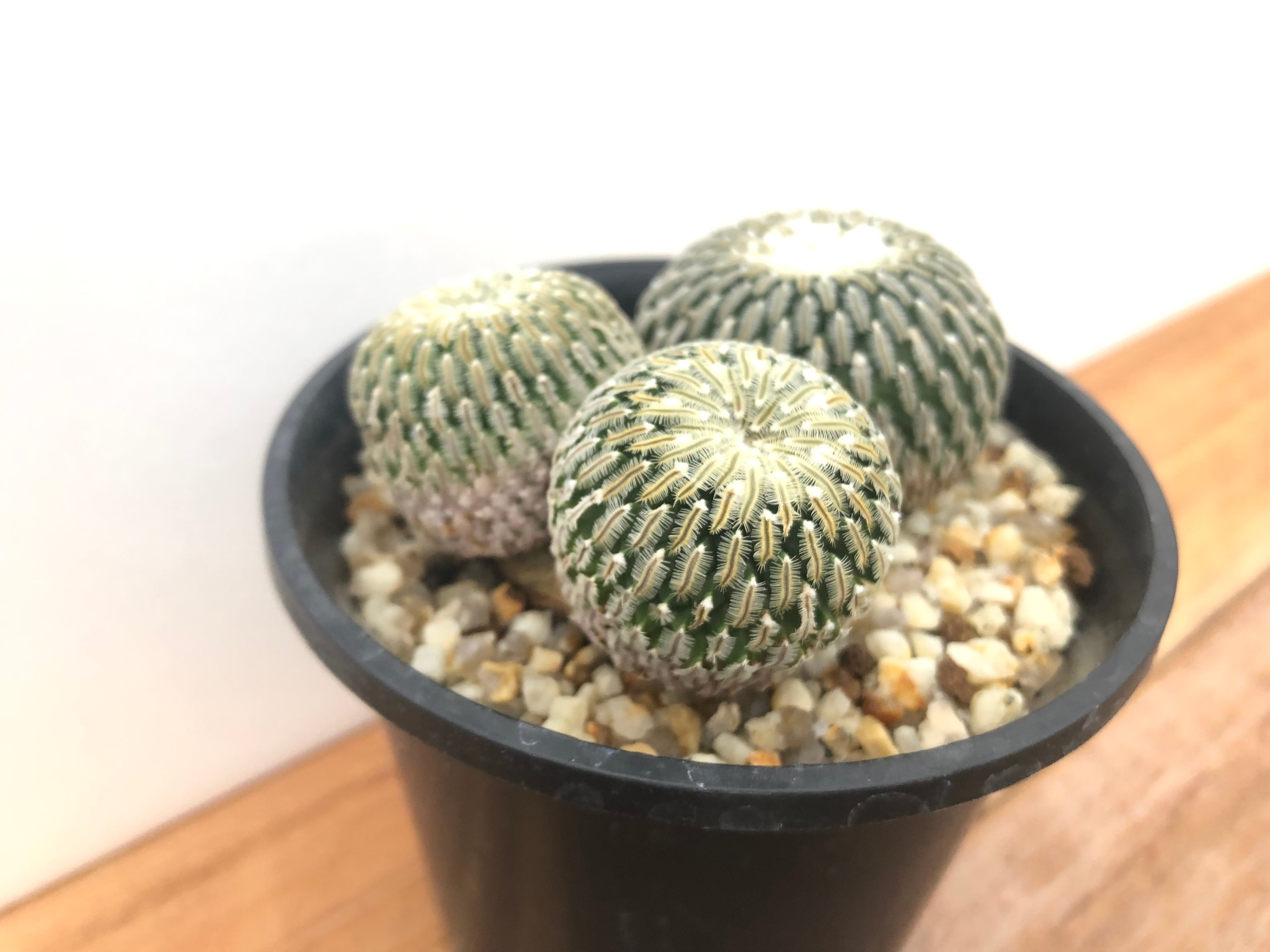 Turbinicarpus pseudopectinatus 精巧殿 サボテン | plants MARU