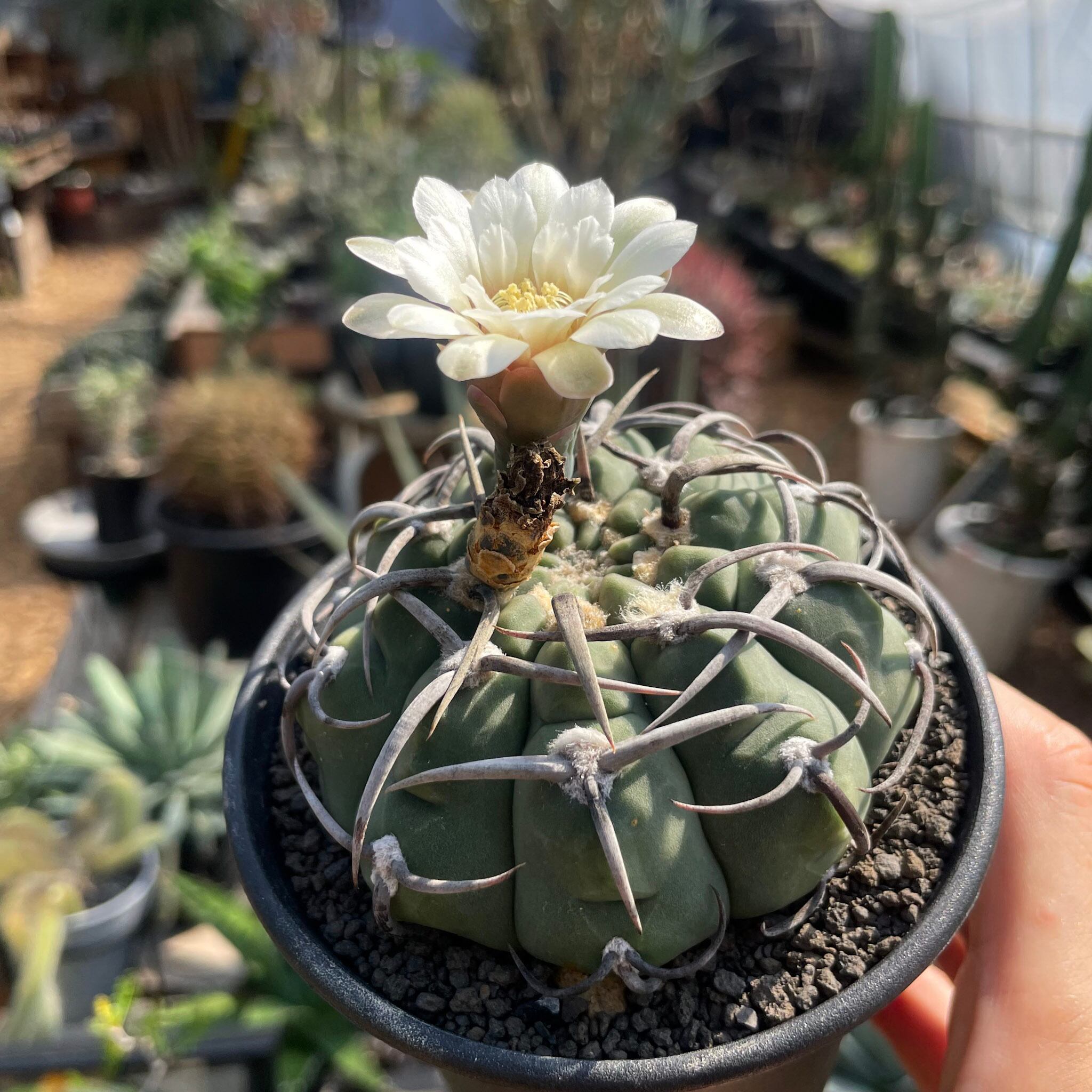 Gymnocalycium vatteri【ギムノカリキウム・狂棘バッテリー・実生