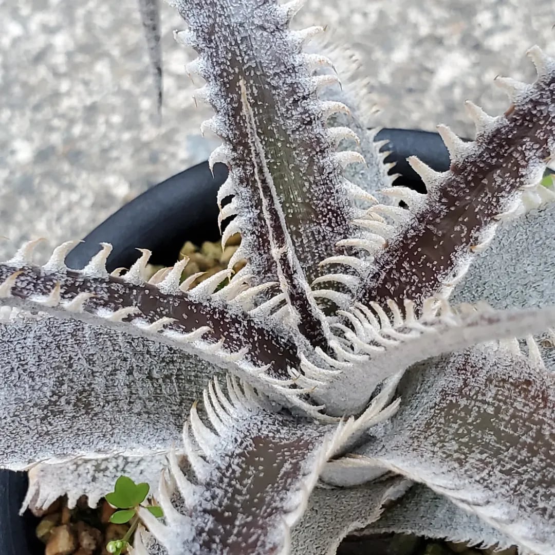 F00261_Dyckia 'A-J'：ディッキア・A-J（子株） | レアプランツ通販
