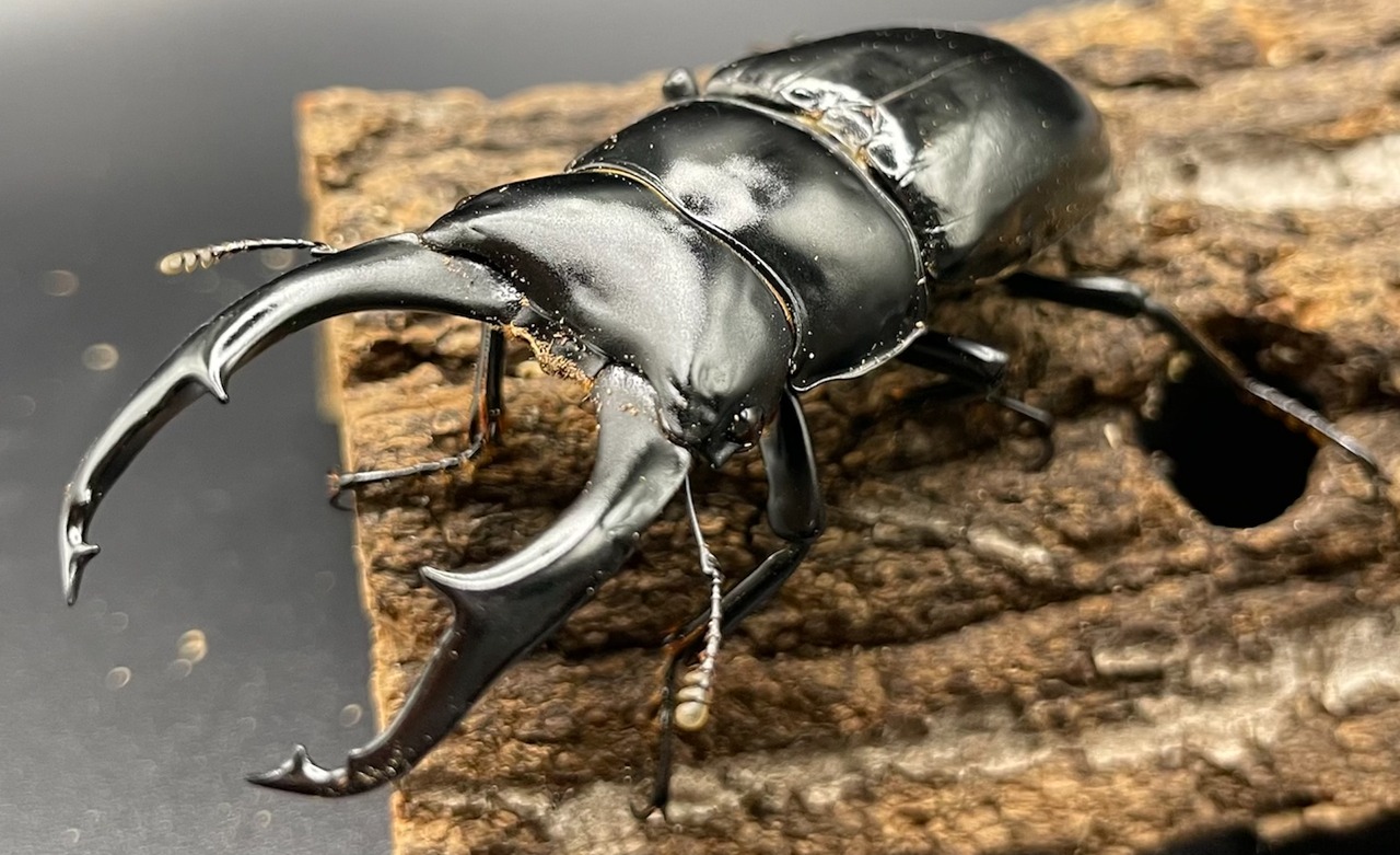 《ネパレンシス(ネパールコクワガタ) 初〜2令 幼虫 4頭セット》