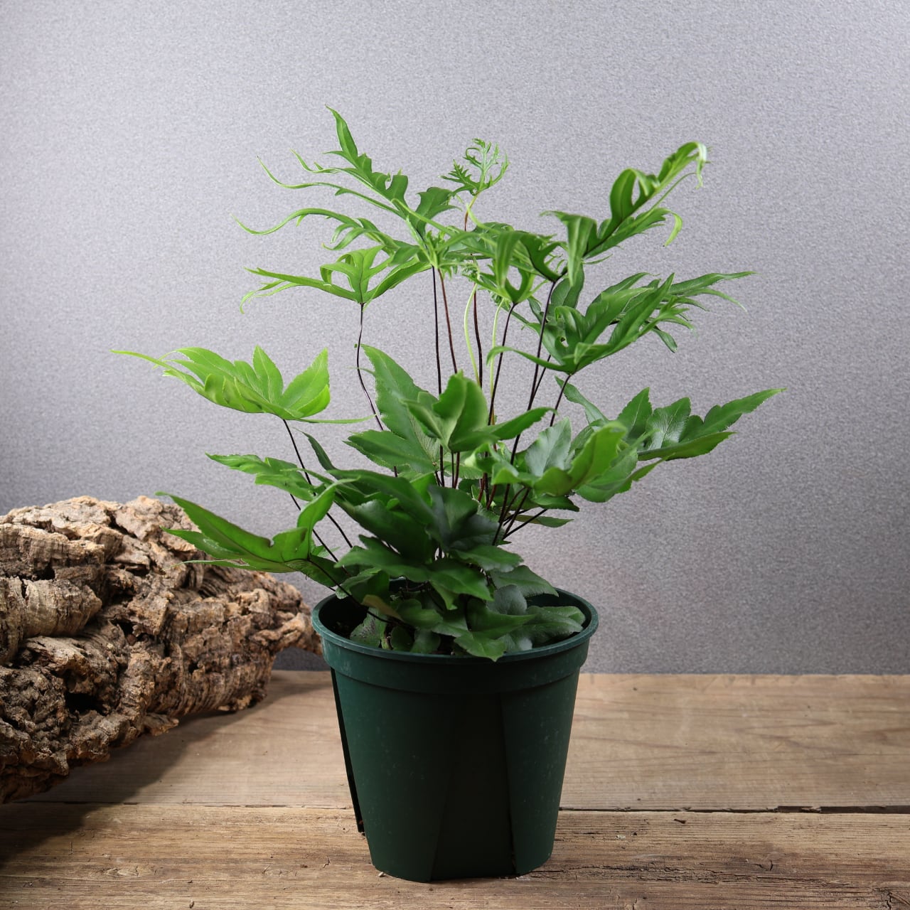 603『ビカクシダ ナノ Nano』 観葉植物【送料無料】 | MARX PLANTS