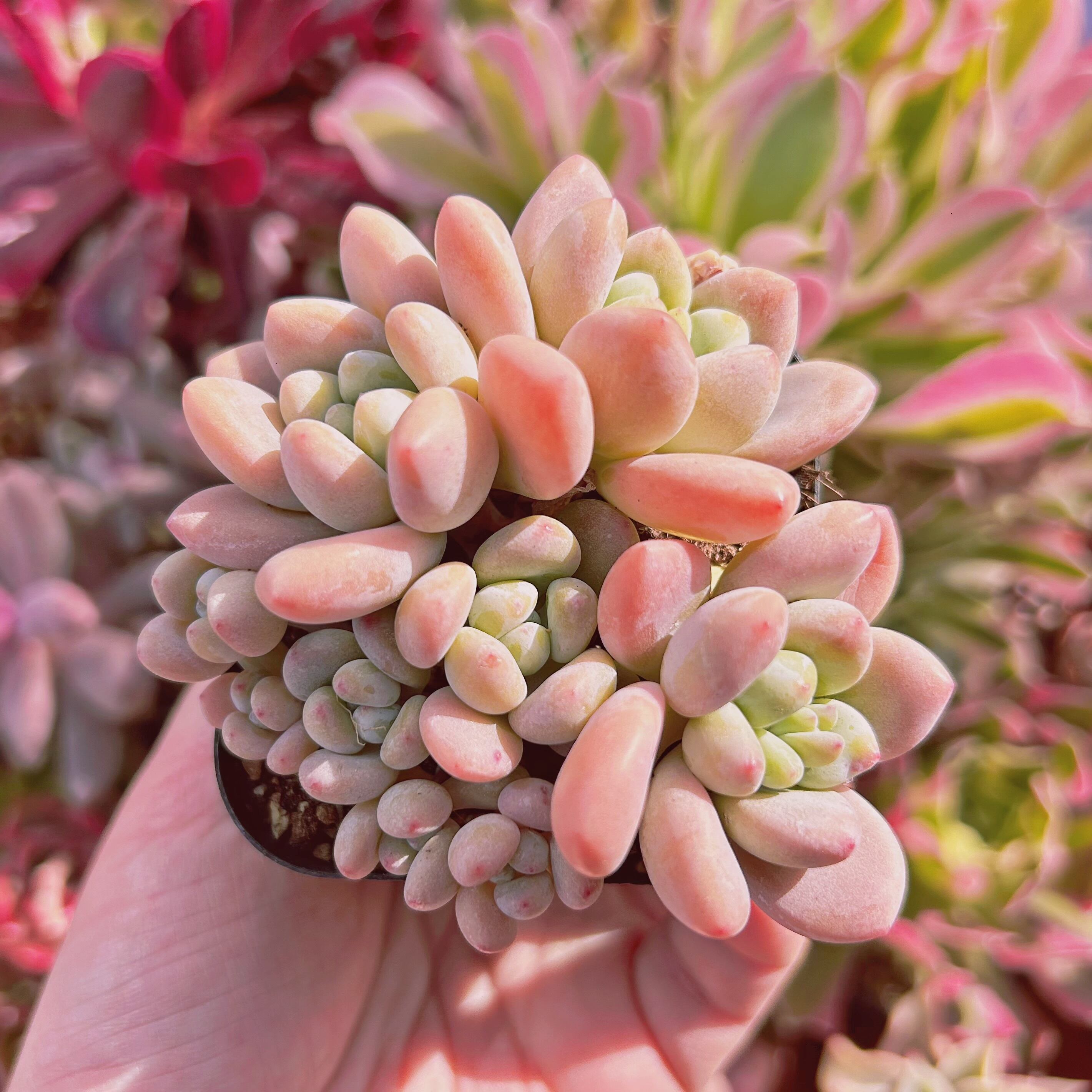 #534現物　多肉植物　マカロン　大群生