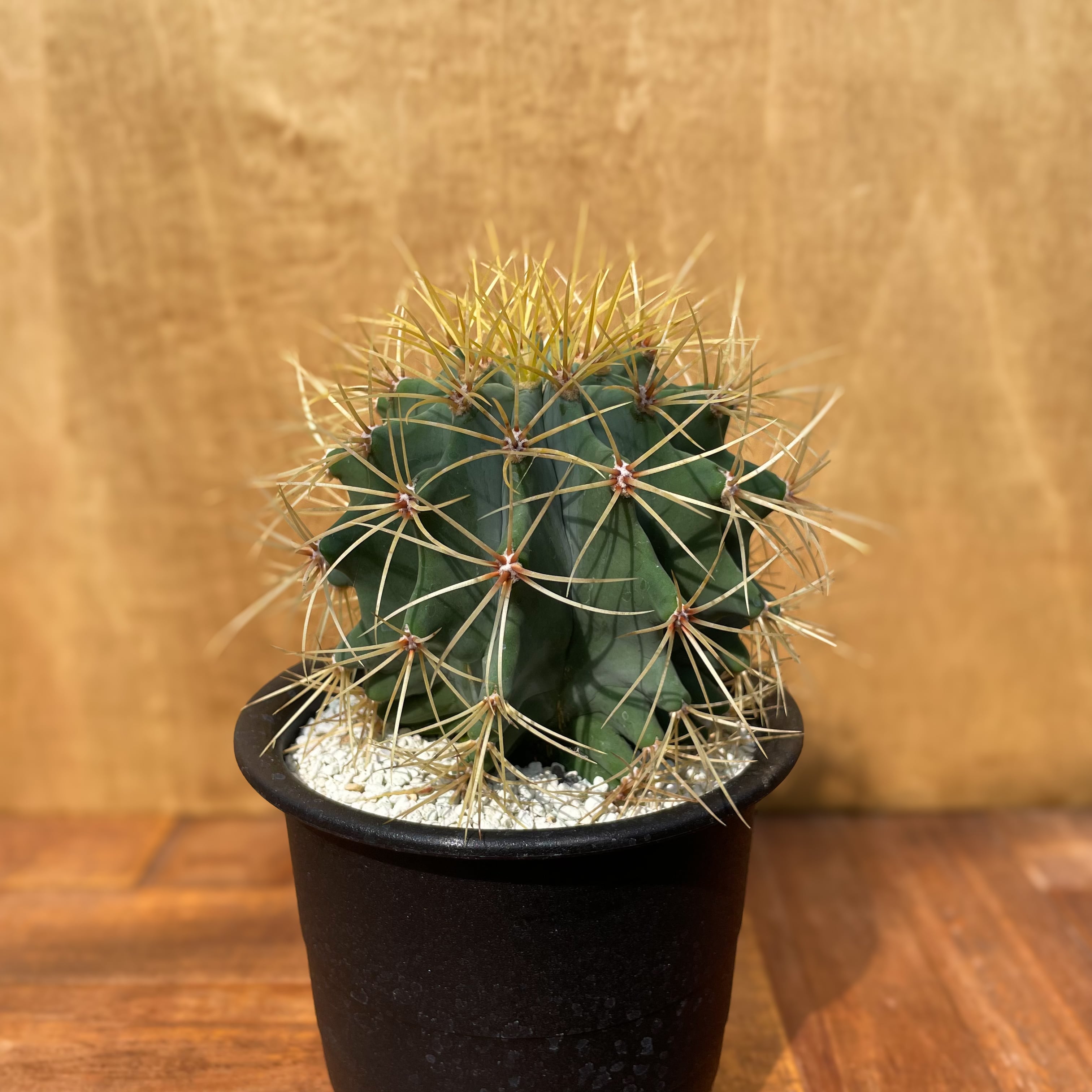 Ferocactus glaucescens【フェロカクタス・王冠竜・実生】 | RIMO 