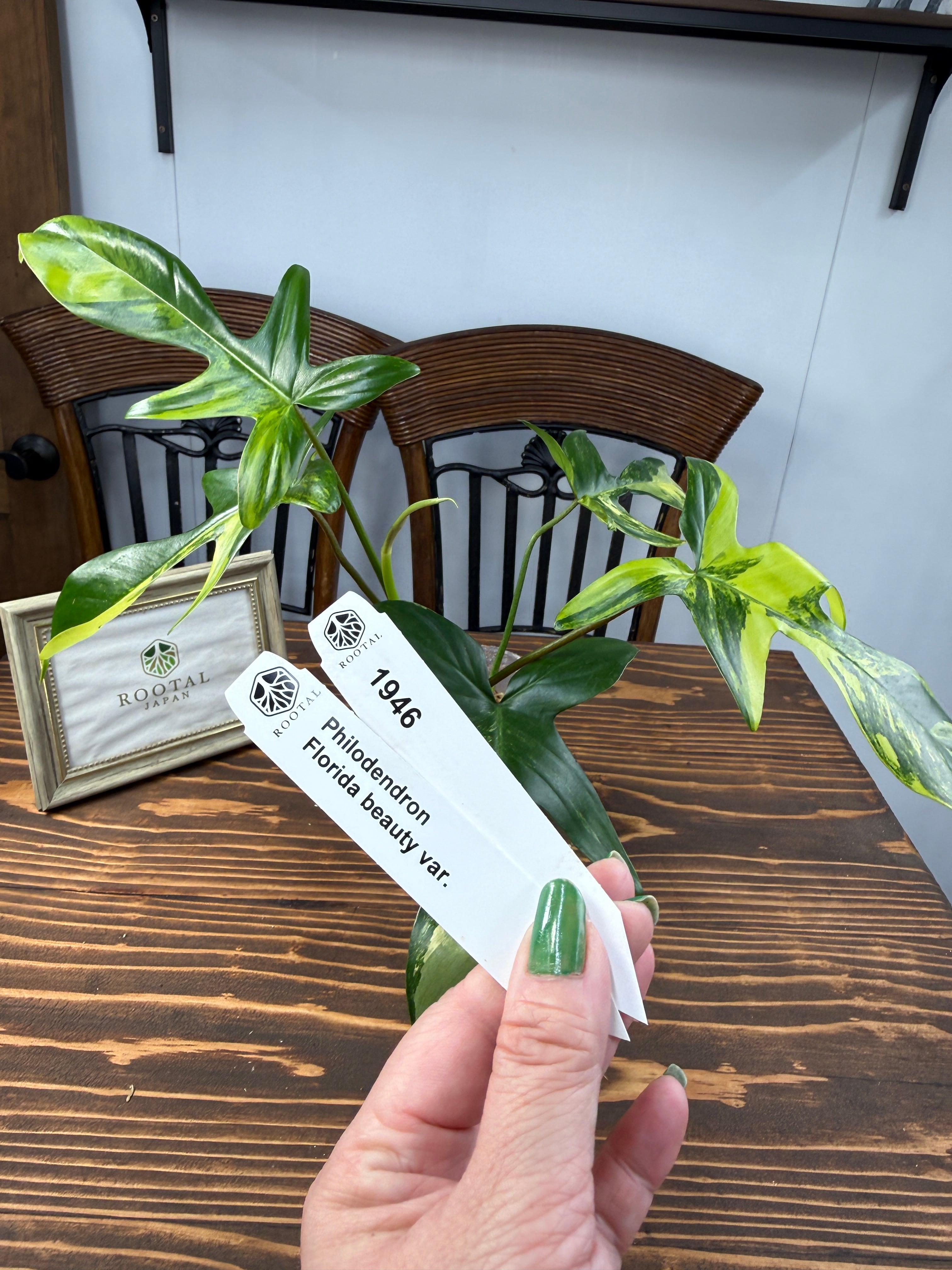 フィロデンドロン | ROOTALPLANTS