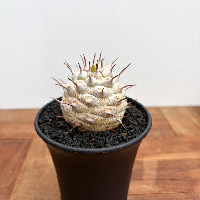 Euphorbia venenifica【ユーフォルビア・ベネニフィカ】