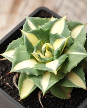 抜き苗 王妃雷神白中斑 Agave potatorum 'Ouhi Raijin Nisiki'