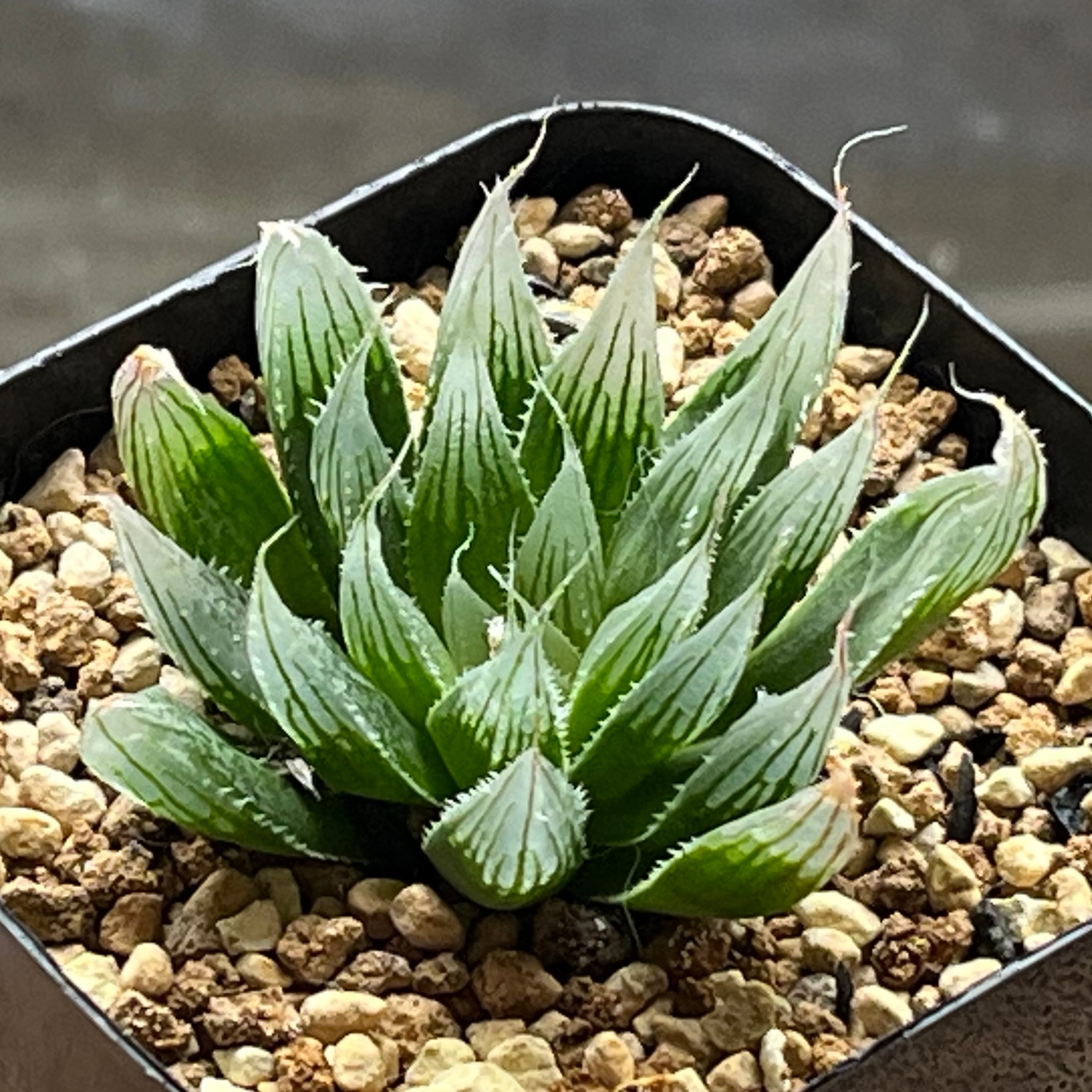 mocono_plants