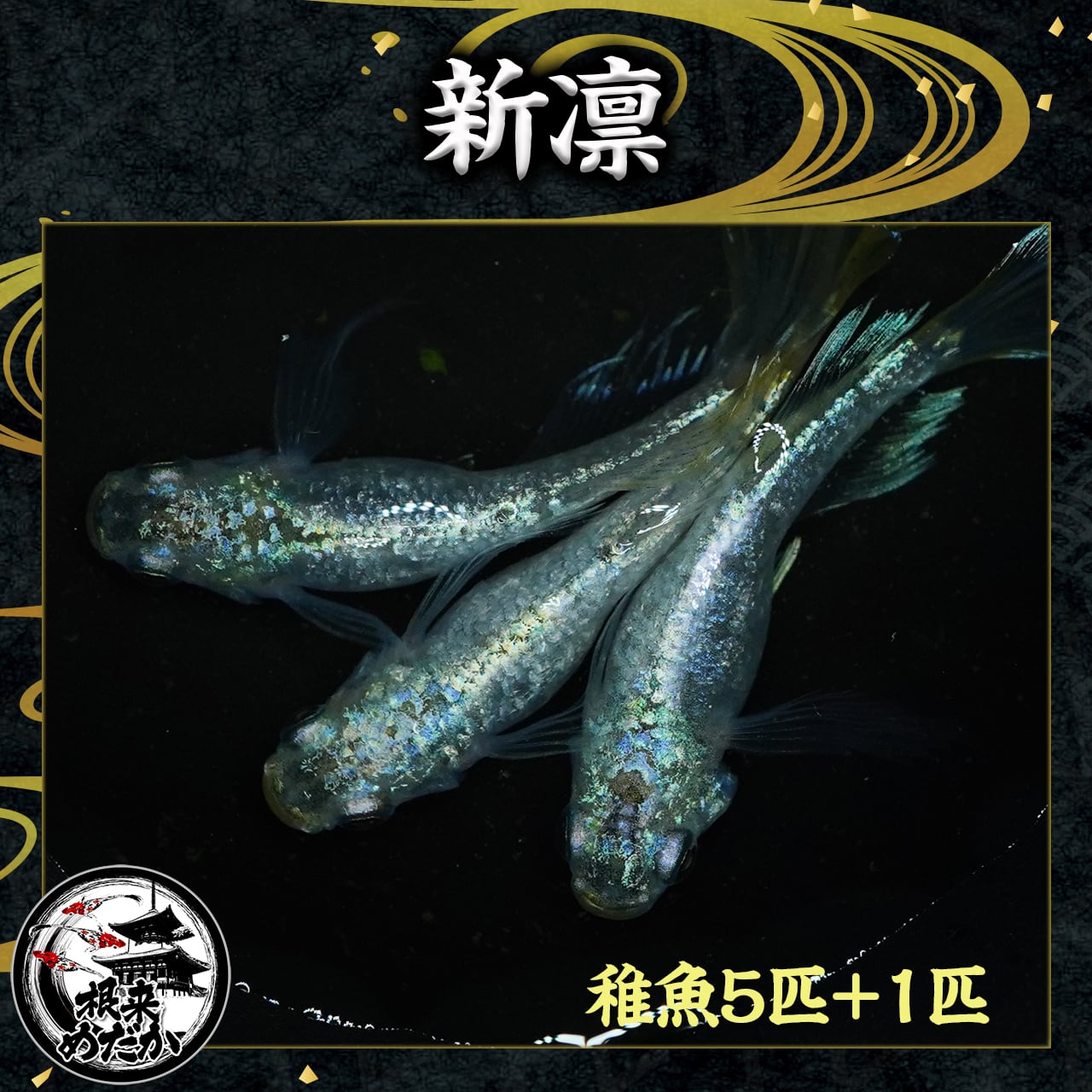 稚魚5匹＋補償1匹】 (新)凛 夢中めだか様直系 | メダカ専門店 根来めだか
