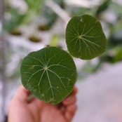 Stephania kaweesakii / ステファニア カウィーサキー⑥ / 観葉植物
