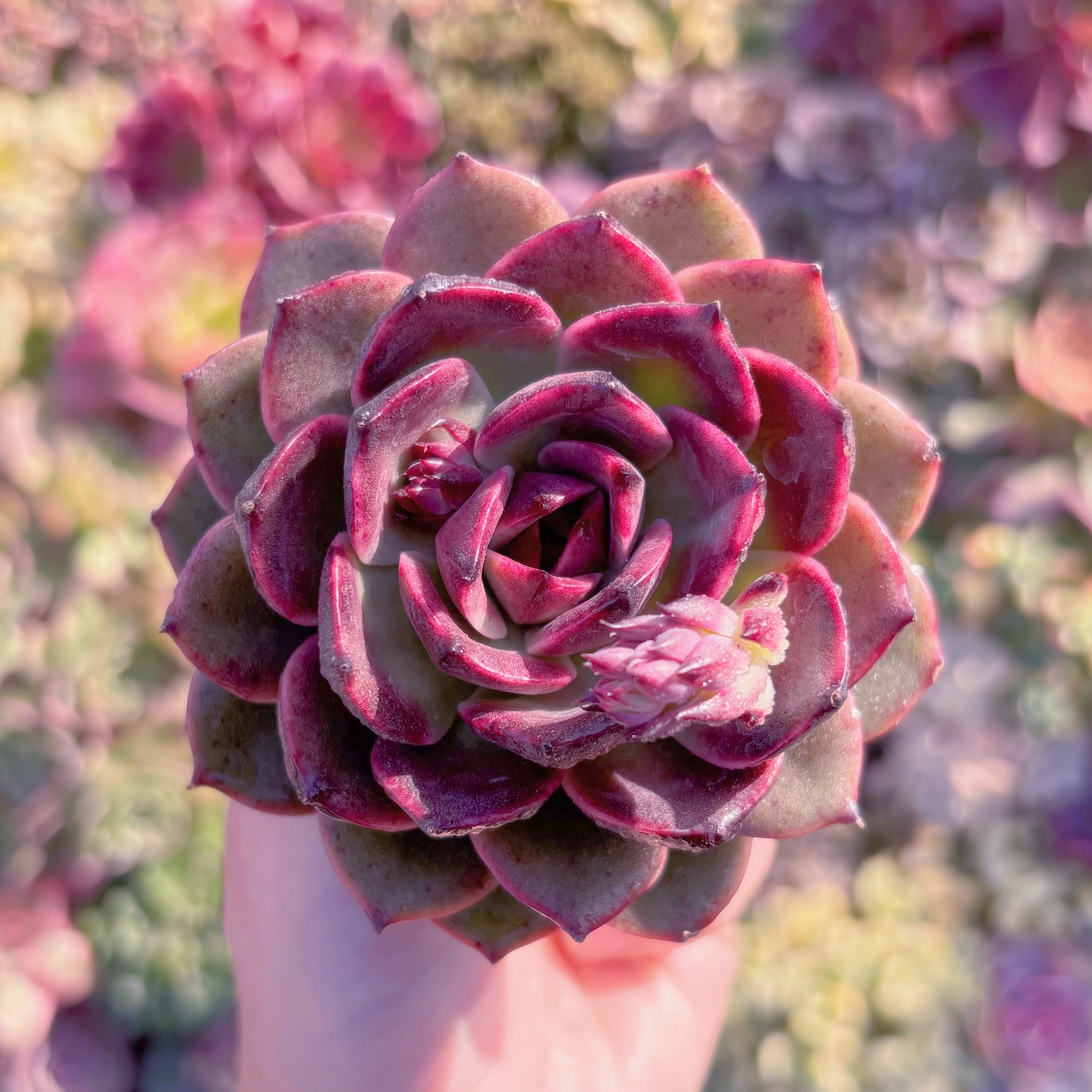 多肉植物　新品種　山果ジェニー　新入荷　るる農園