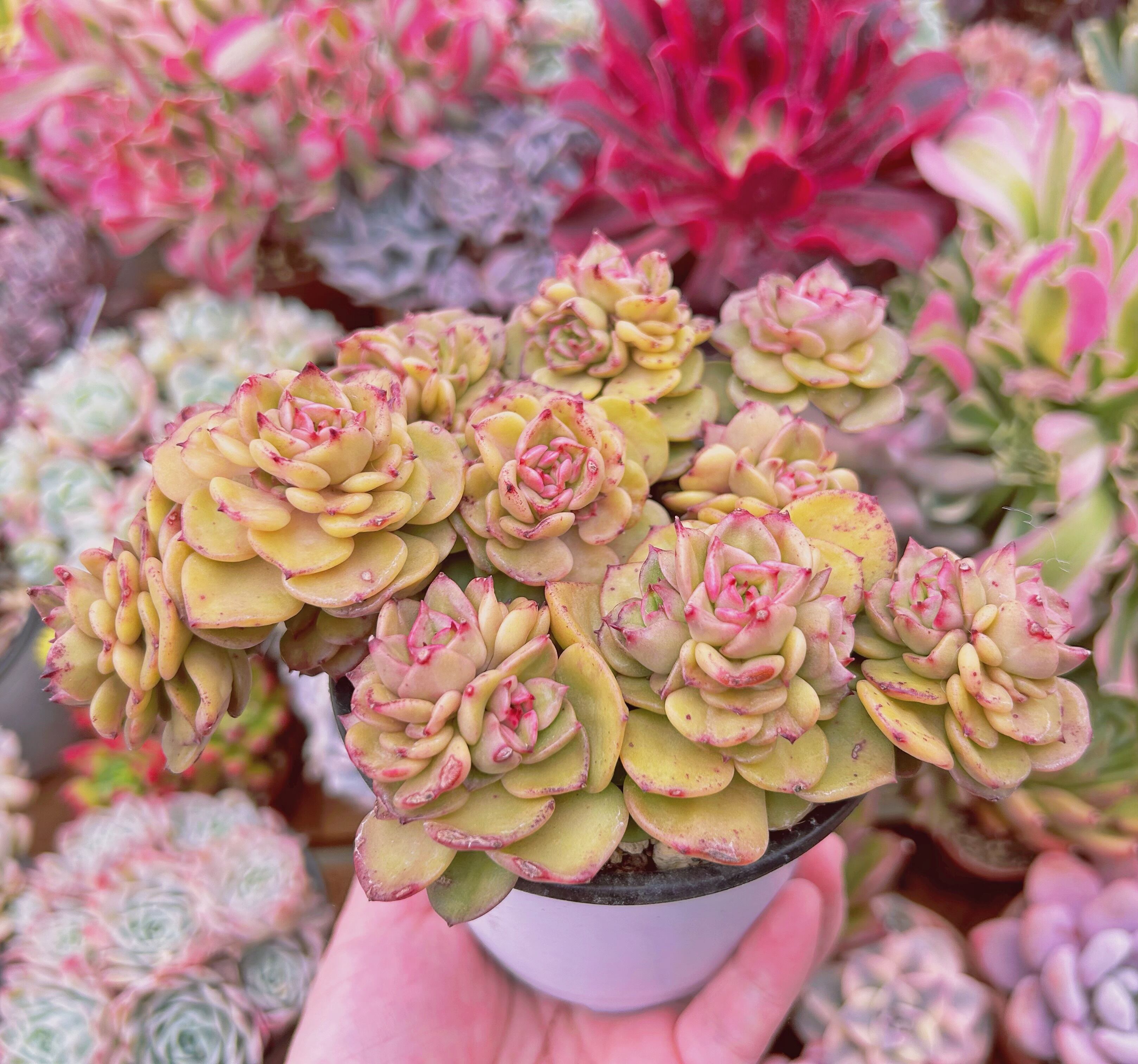 268現物 多肉植物 ヌダ 特大 | るる農園~多肉植物専門