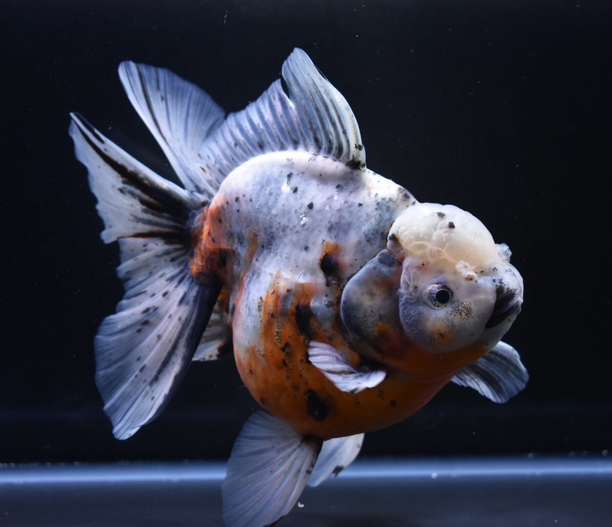 選べる】麒麟らんちゅう | 〈金魚専門店〉fishfarmjp1