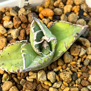 Agave titanota 星空 台湾株③