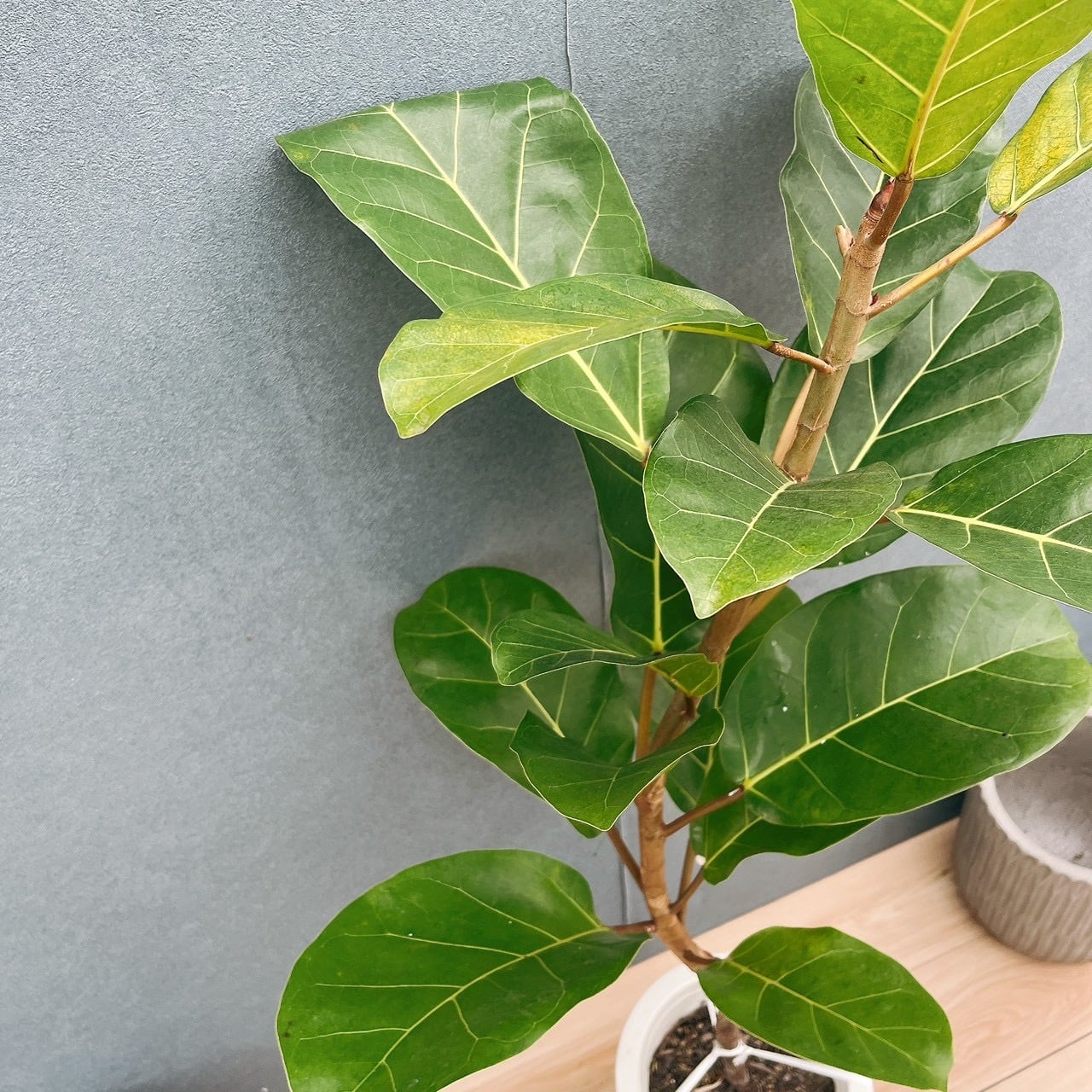 現品］【希少】21番 フィカス アフリカンプリンス 8号 観葉植物 室内