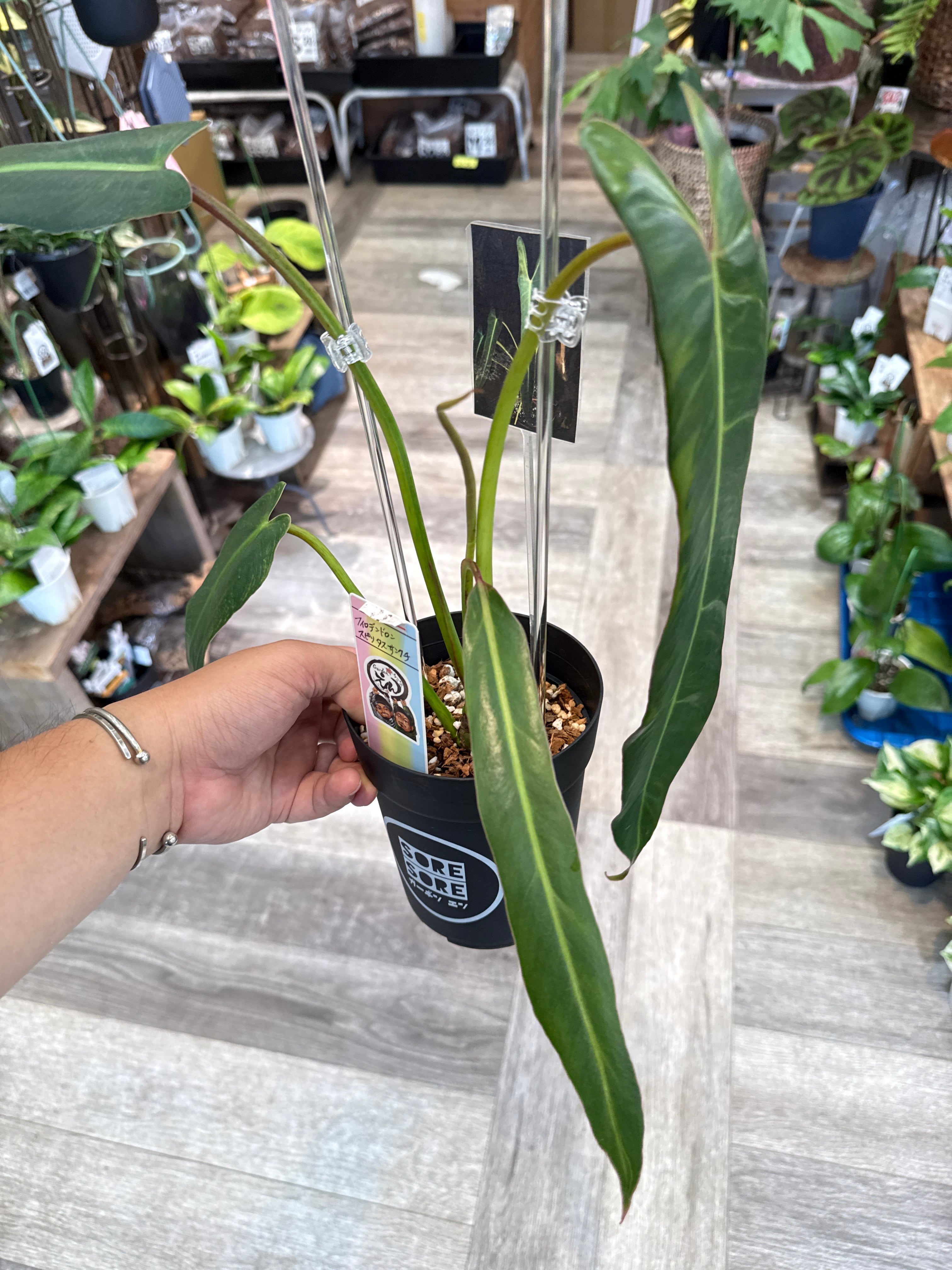 フィロデンドロン スピリタスサンクチ | Gardenえん 【観葉熱帯植物】