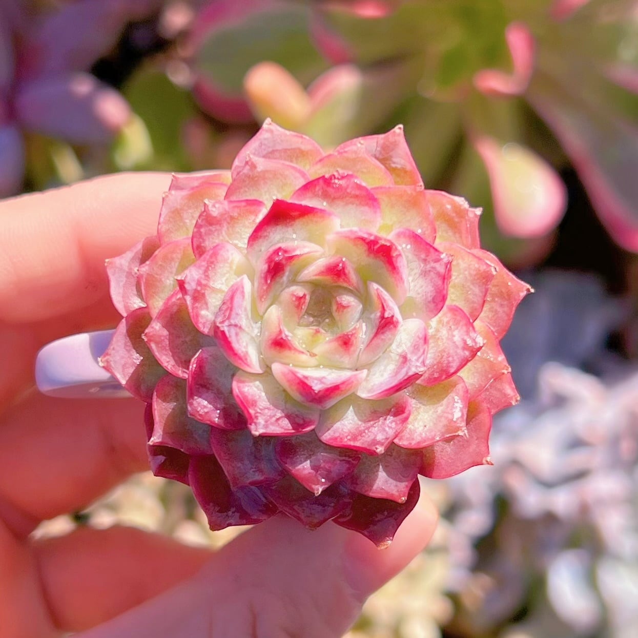 多肉植物　ヒアリナ×Echeveria 'Vincent Catto'　新入荷　るる農園
