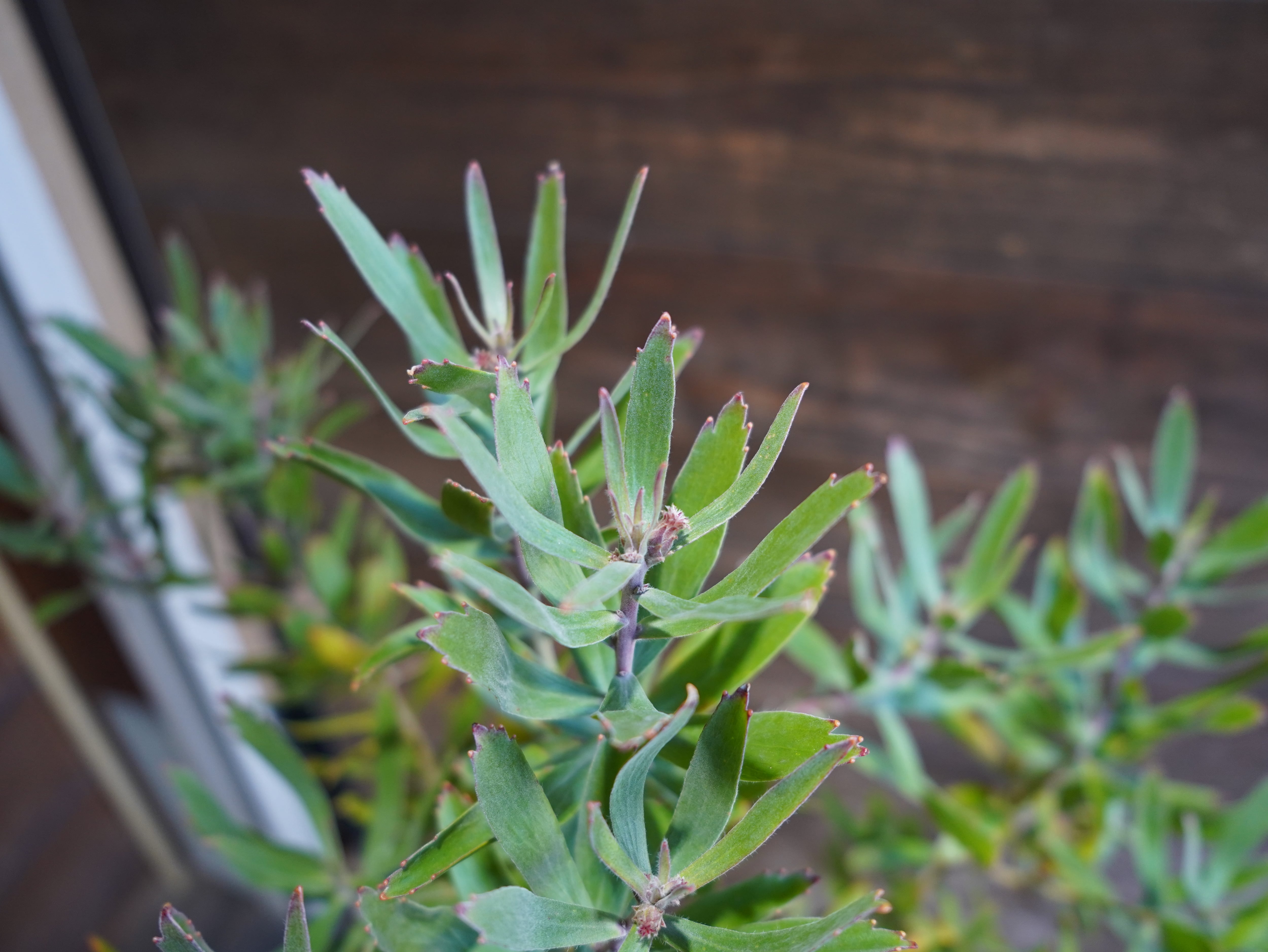 【現物】リューコスペルマム "スカーレットリボン"　