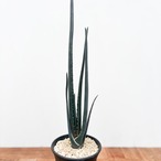 Aloe suzannae【アロエ・スザンナエ】