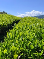 龍集茶（緑茶greentea)80g　