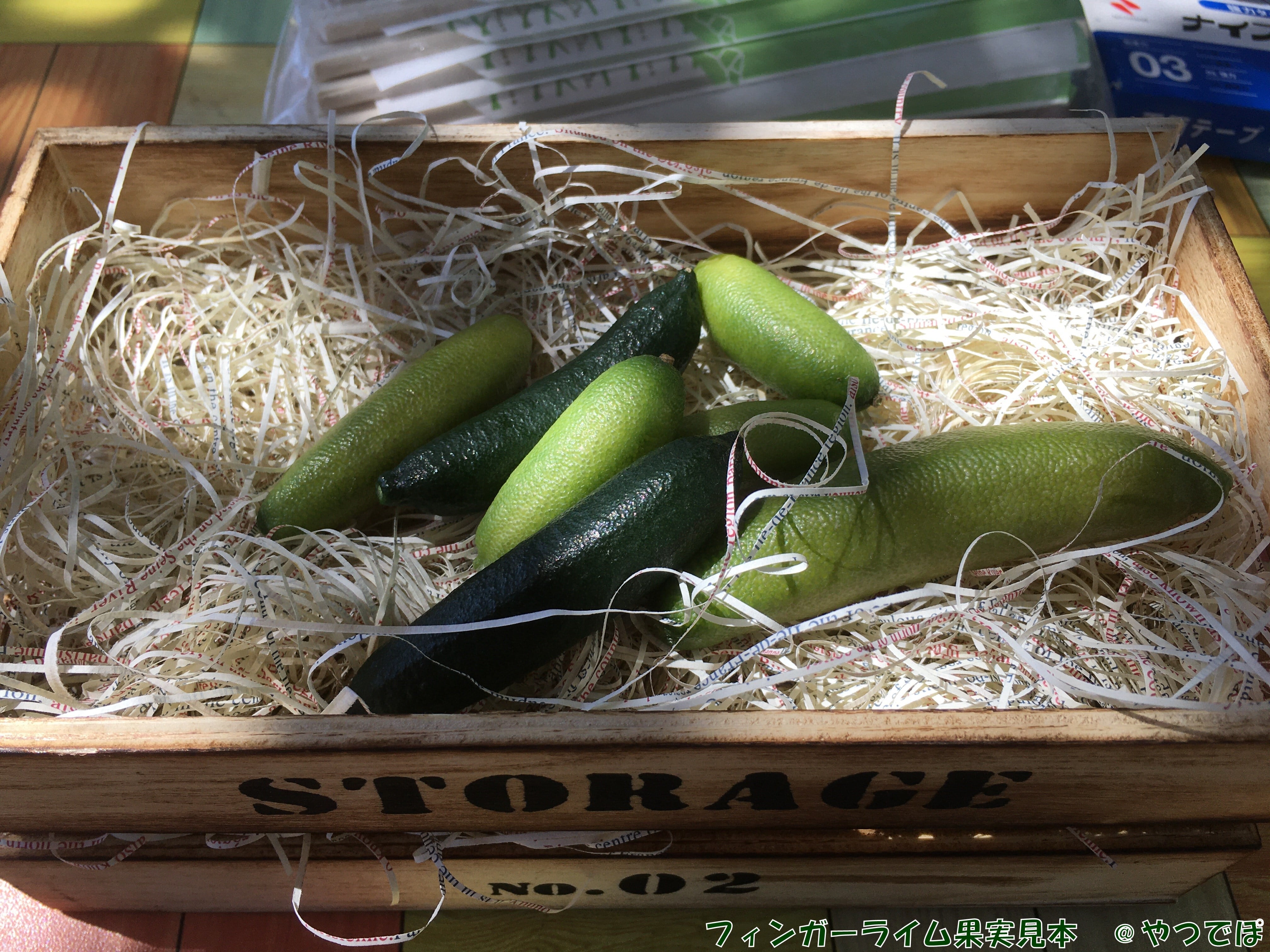 フィンガーライム 大苗 4年生〜 優良品種 ボリュームバリューセット