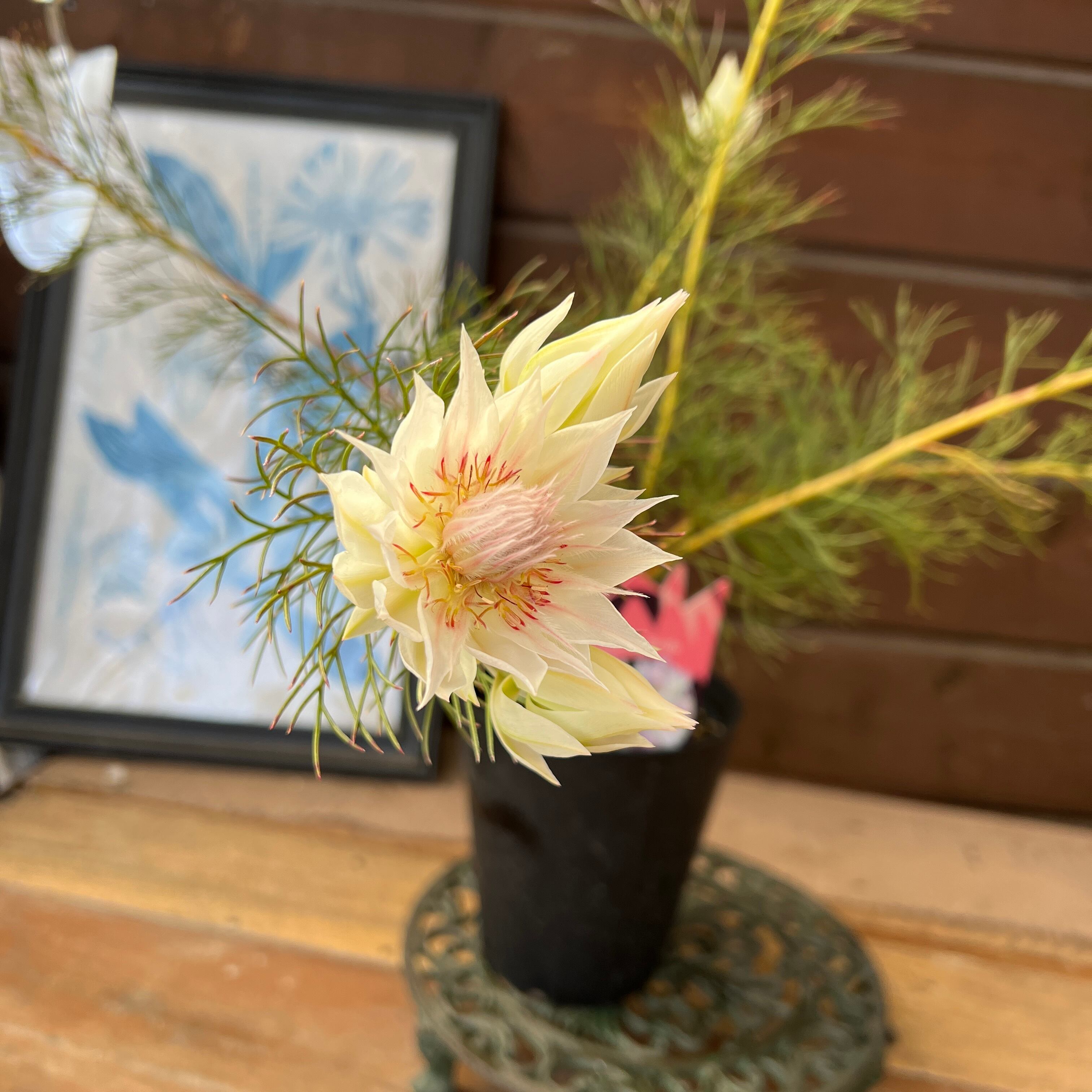 ジョーイセルリア ブラッシングブライド① | 沼ノ上農園 オージー