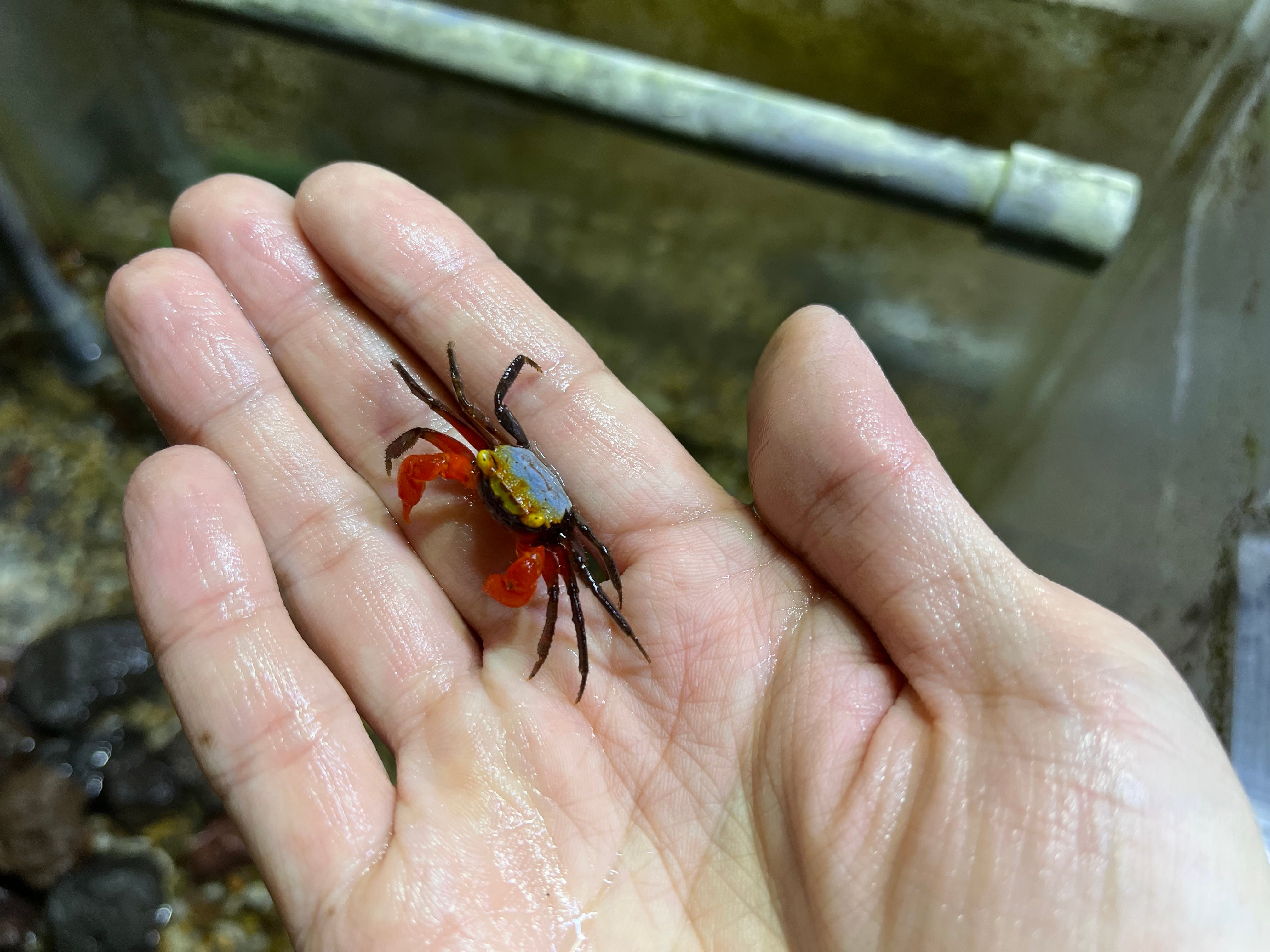 オス1匹】インドネシア直輸入便WILDボルネオブルーバンパイアクラブ甲