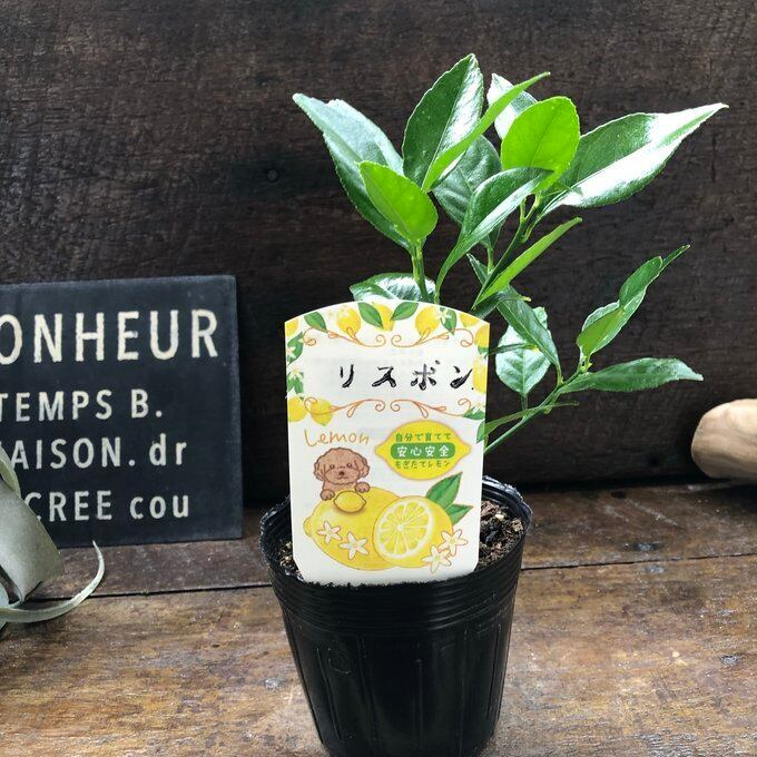 リスボン レモンの木 檸檬の木 3.5号苗 | 植物の店ベリー