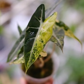 アロカシア バンビーノ イエロー / Alocasia bambino variegated 'Yellow' / 観葉植物