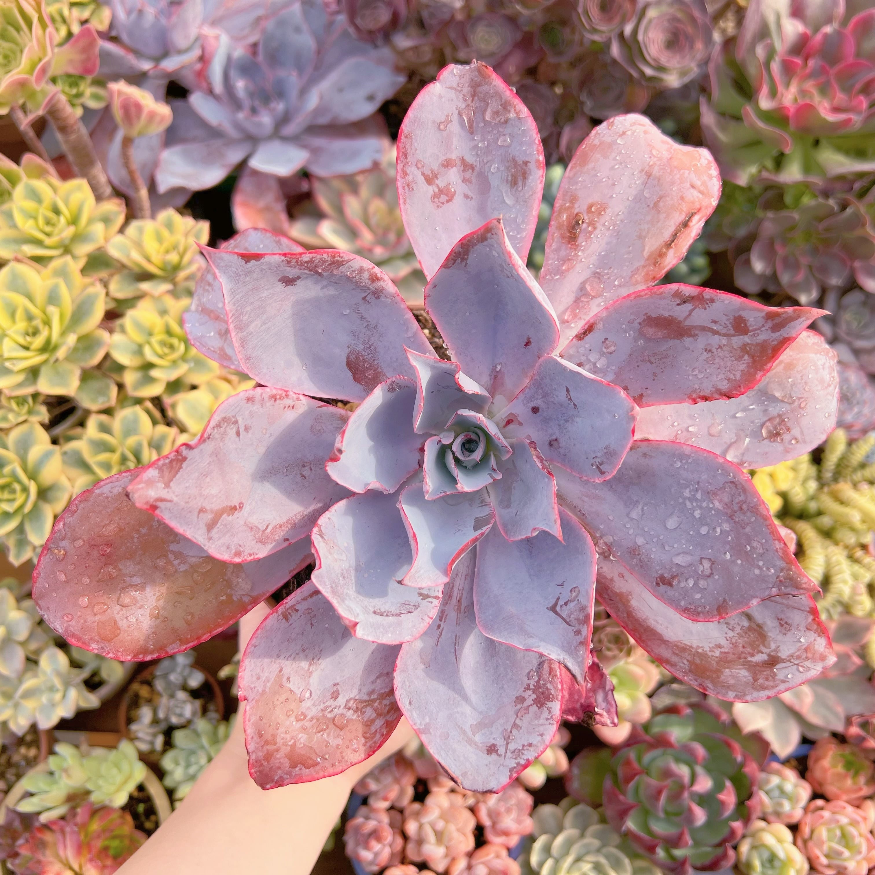 現品　アフターグロー#688　大苗　るる農園