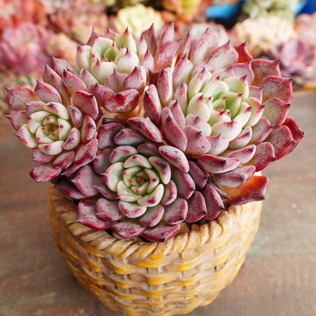 群生！　大人気 【沙羅姫牡丹 2】エケベリア　極上　韓国多肉　紫