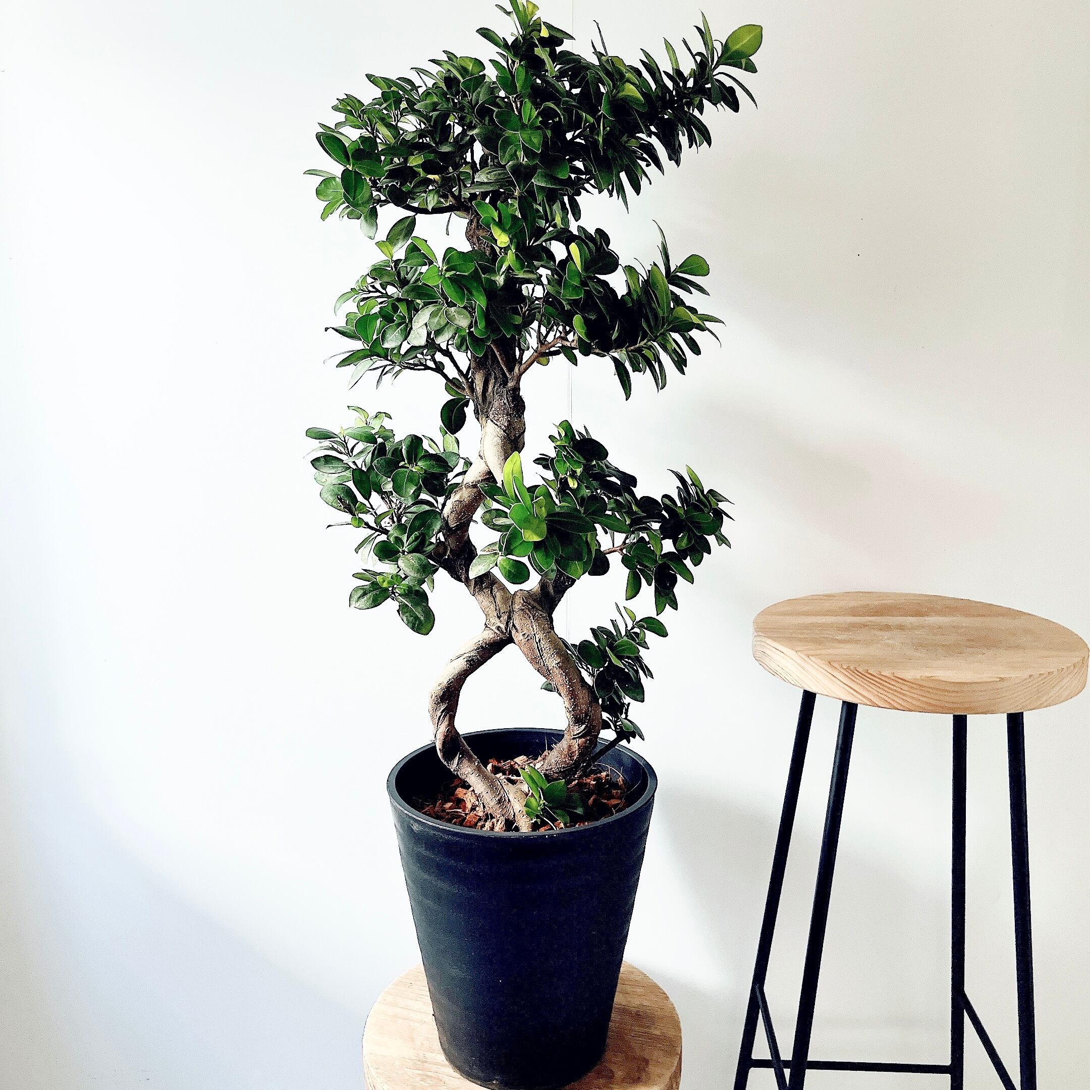 【一点もの】パンダガジュマル 希少 シンボルツリー 観葉植物 calm cafe 一点もの】パンダガジュマル 希少 シンボルツリー 観葉植物 calm