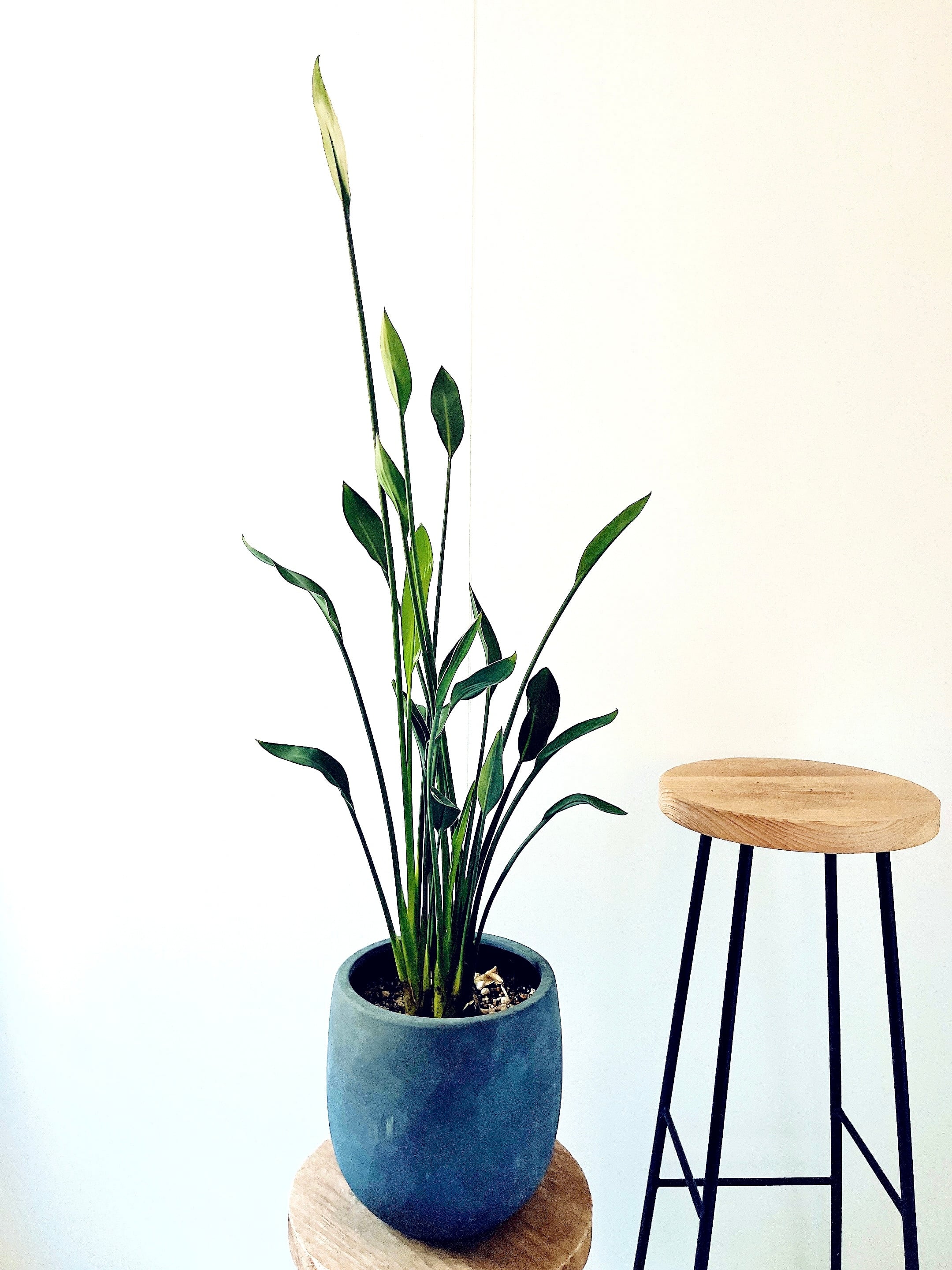 ストレリチア ノンリーフ ユンケア 希少 陶器鉢 ◎すぐ飾れる 観葉植物 ストレリチア ノンリーフ ユンケア 希少 陶器鉢 ◎すぐ飾れる | calm