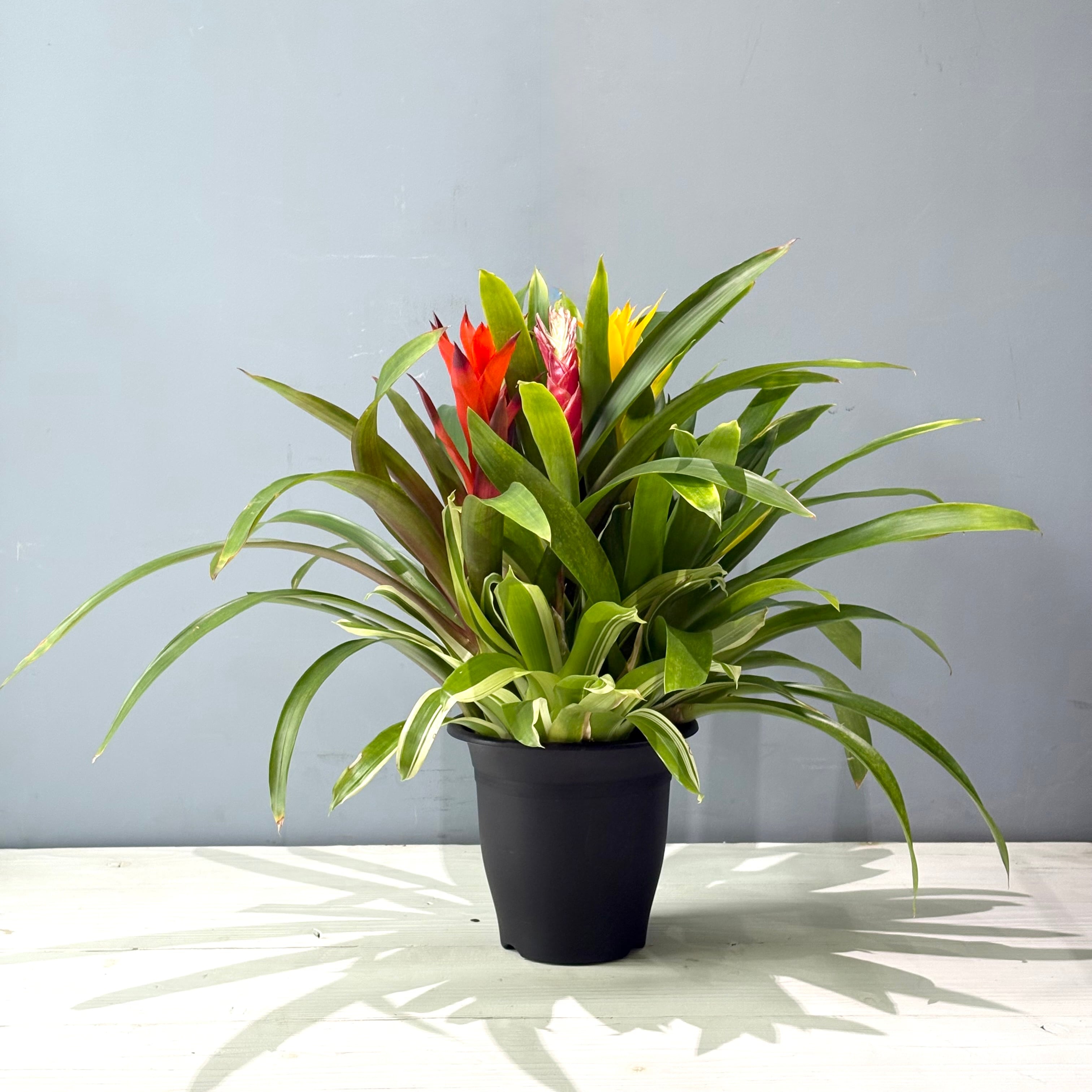 【鉢なし】アナナス グズマニア