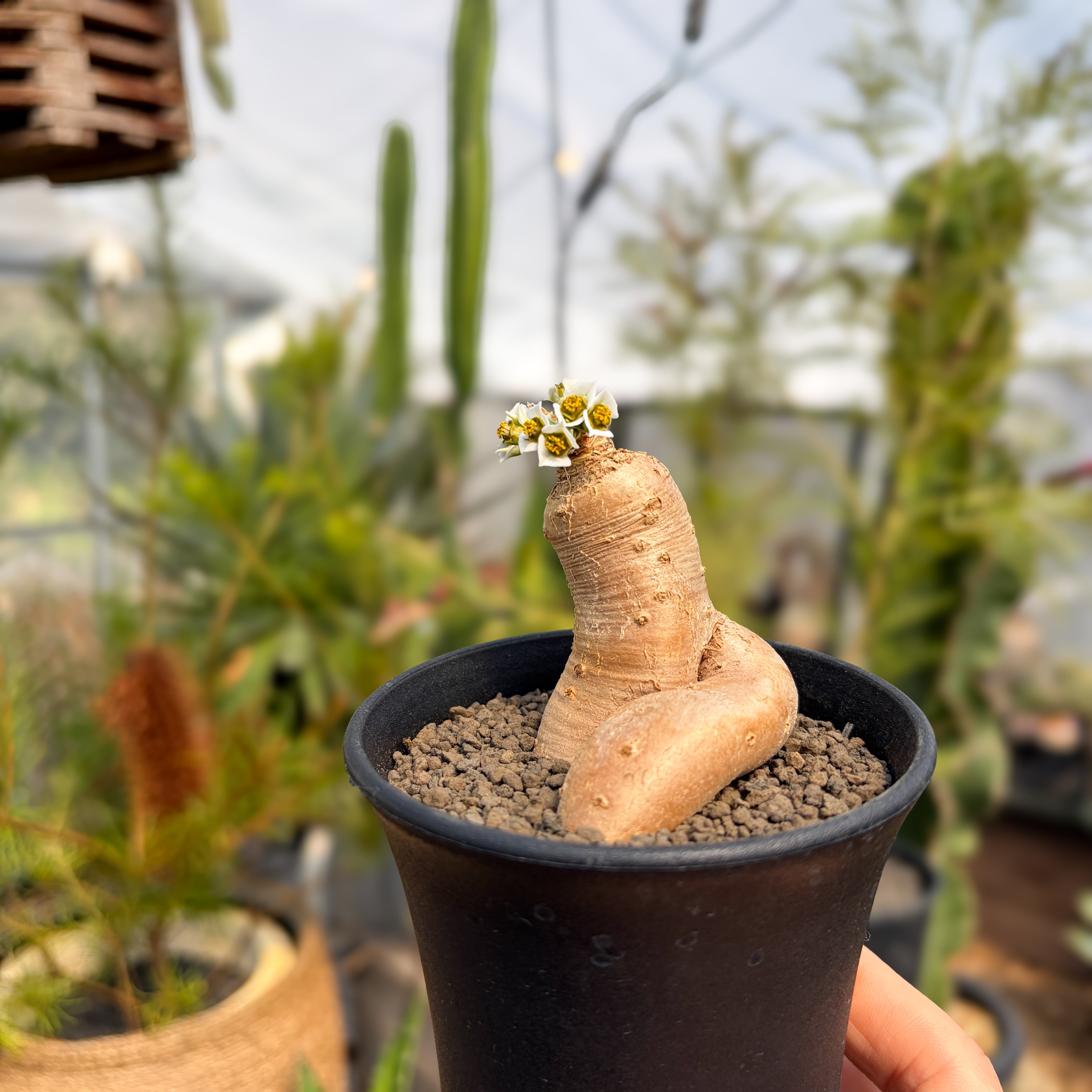 Euphorbia primulifolia 【ユーフォルビア・プリムリフォリア・実生