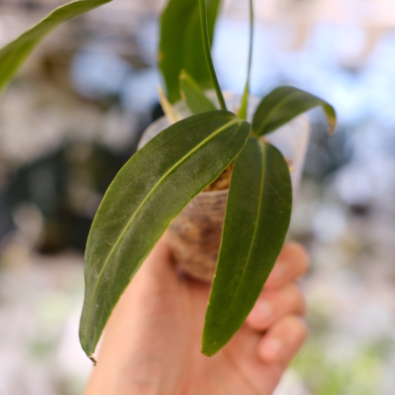 アンスリウム ワロクアーナム / Anthurium Warocqueanum㉑ / 観葉植物<育て方・花言葉>
