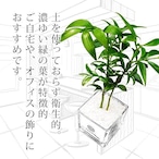 Gravel Plants ナギ白砂利スクエアグラス