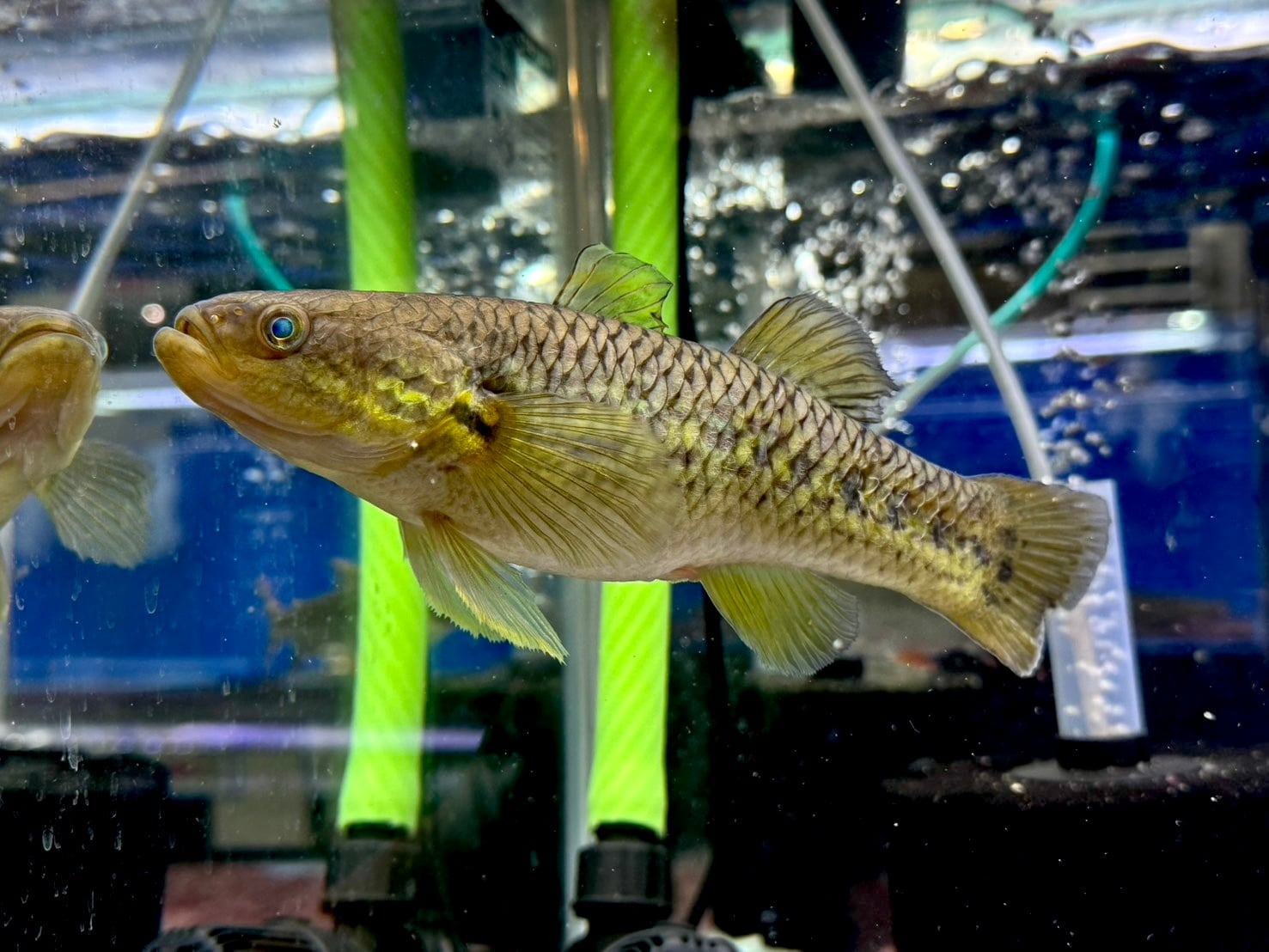 インドネシア産スネークヘッドガジョン 18〜20cm | AQUASTYLEG