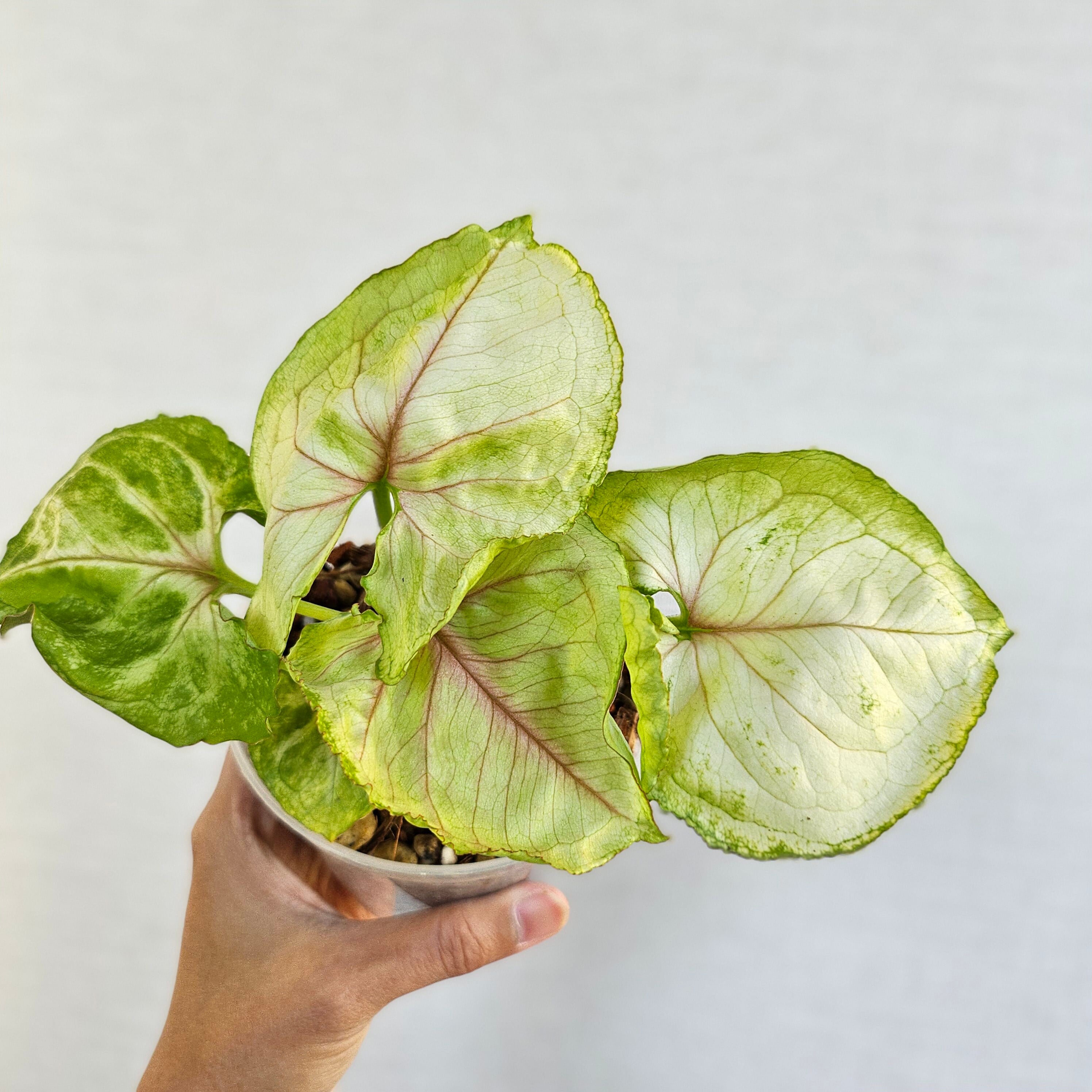 ②《シンゴニウム・クリームアリュージョン》Syngonium Cream Allusion 観葉植物 ポットまま発送